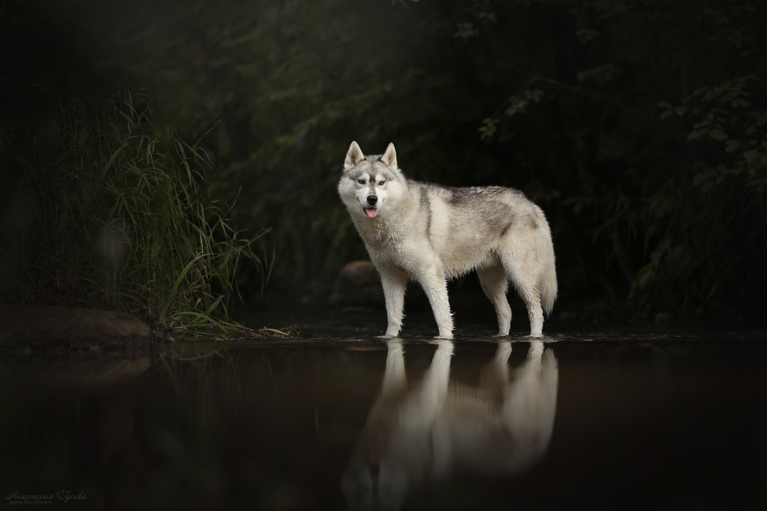Фотосъёмка собак. Семейный и анималист фотограф в Переславле Анастасия Гусева