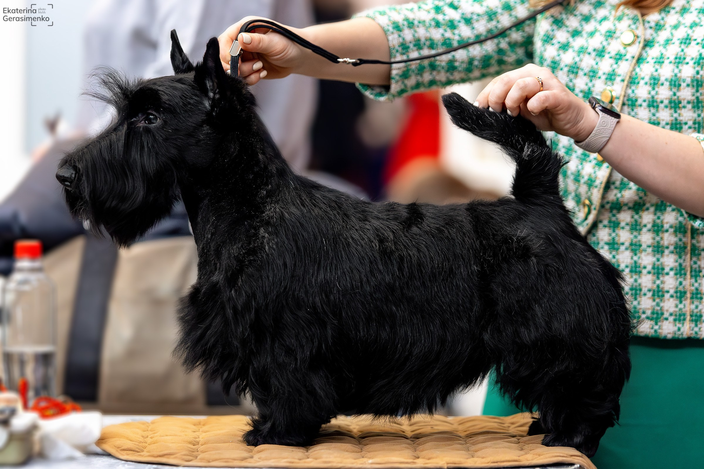 18 января 2025, Выставка РКФ, г. Пермь. Htykk_photo