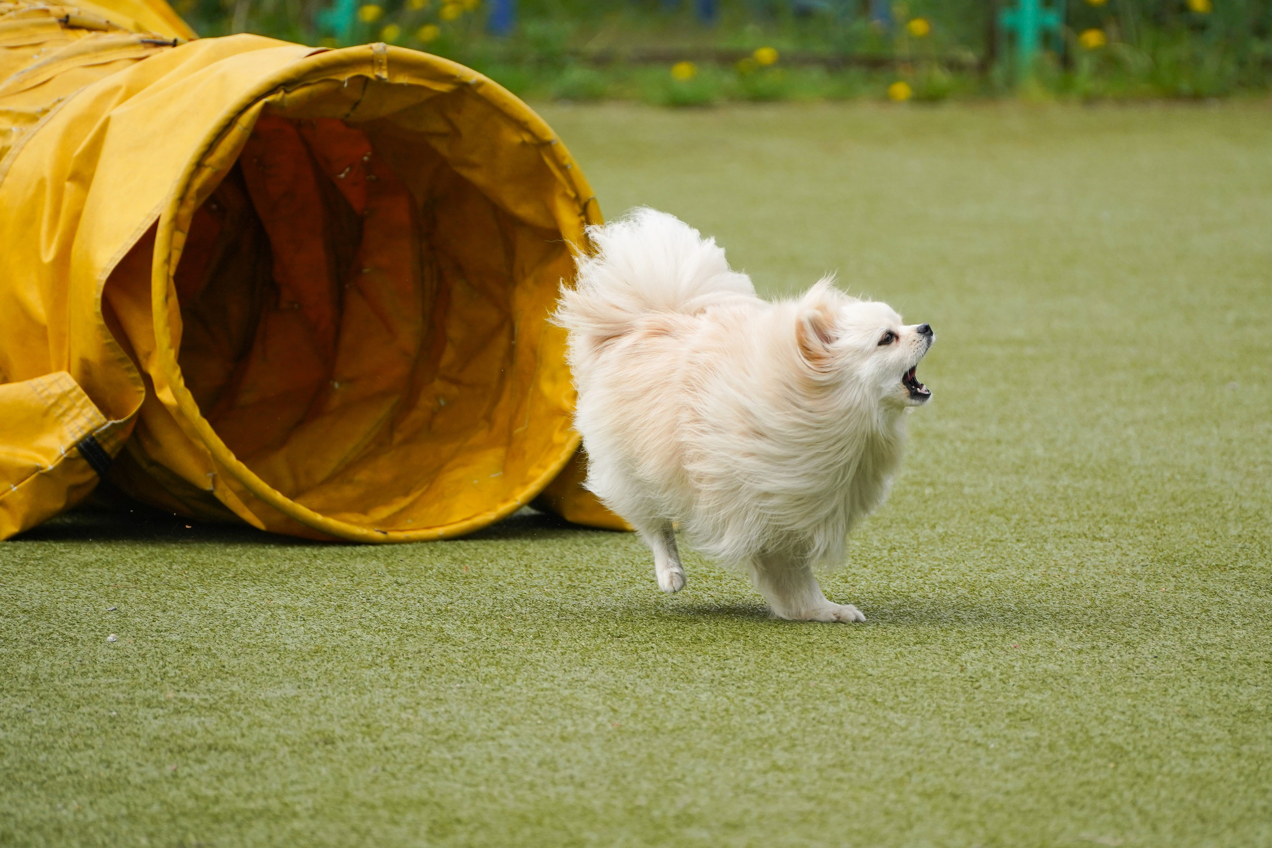 Аджилити 25.05.24, Санкт-Петербург. Фотограф-анималист Анастасия Большакова