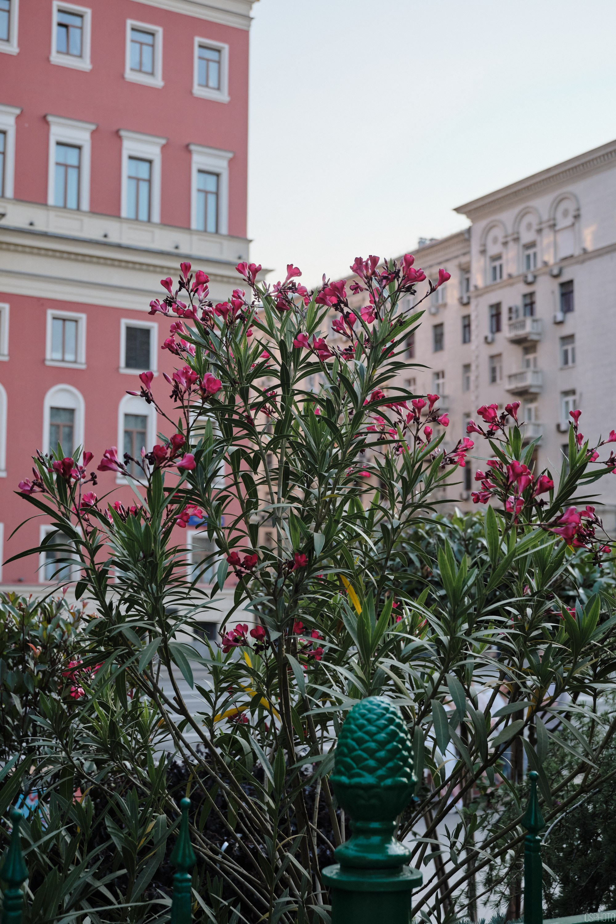 Бульвары для всех l Лето в Москве. Фотографъ Сергѣевъ. Поймать мгновеніе
