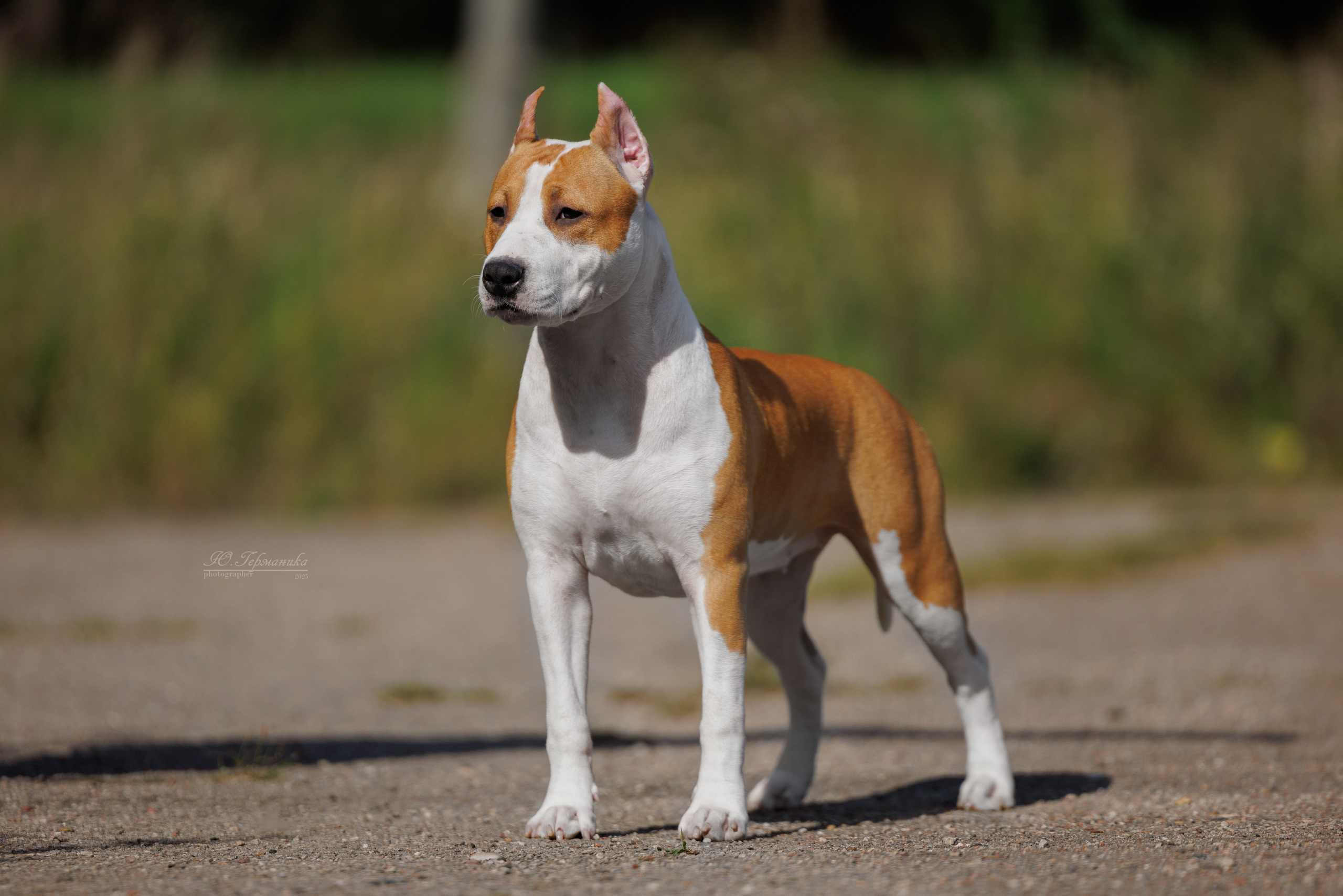 Зеленоград 13.09.2025. Фотограф-анималист Юлия Германика