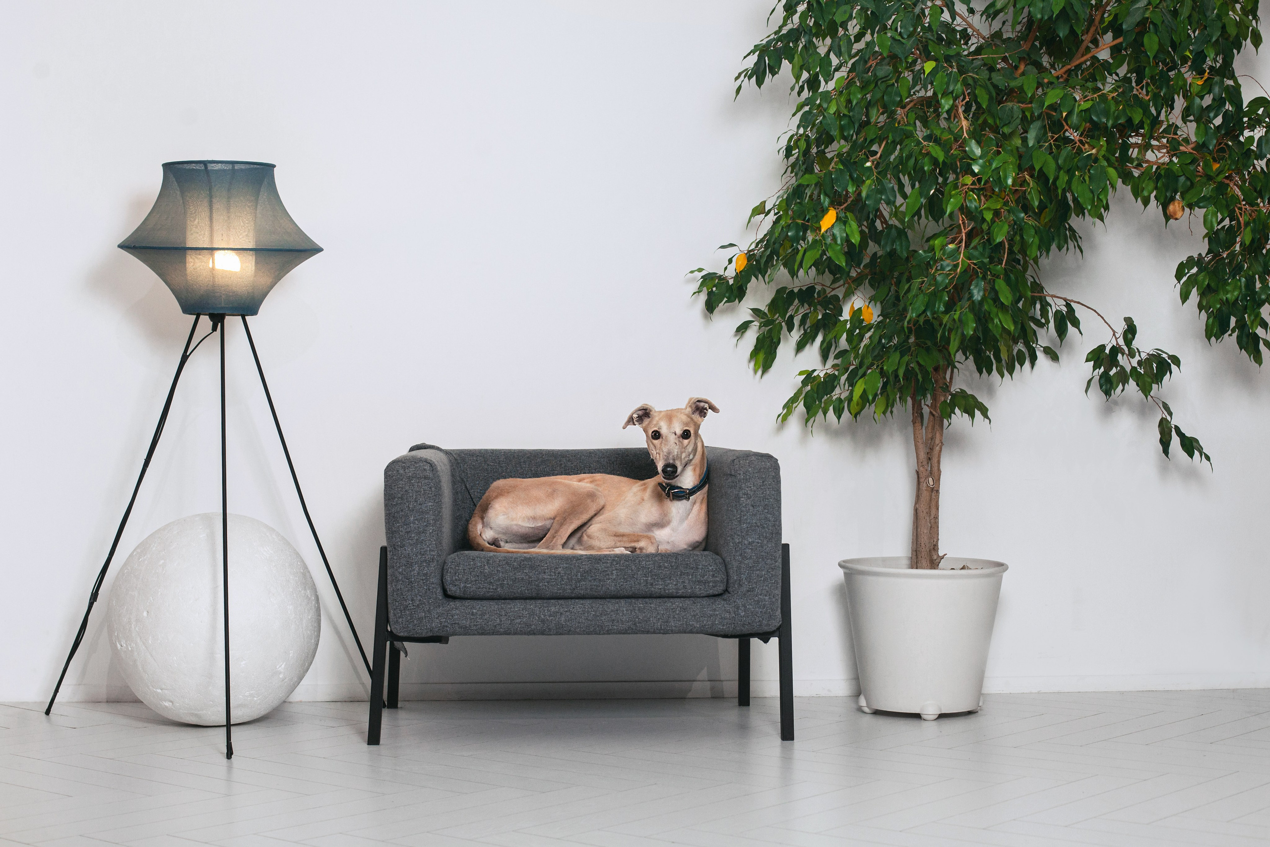 Студийная съемка 2 собак 2024. Фотограф-анималист Татьяна Степанова