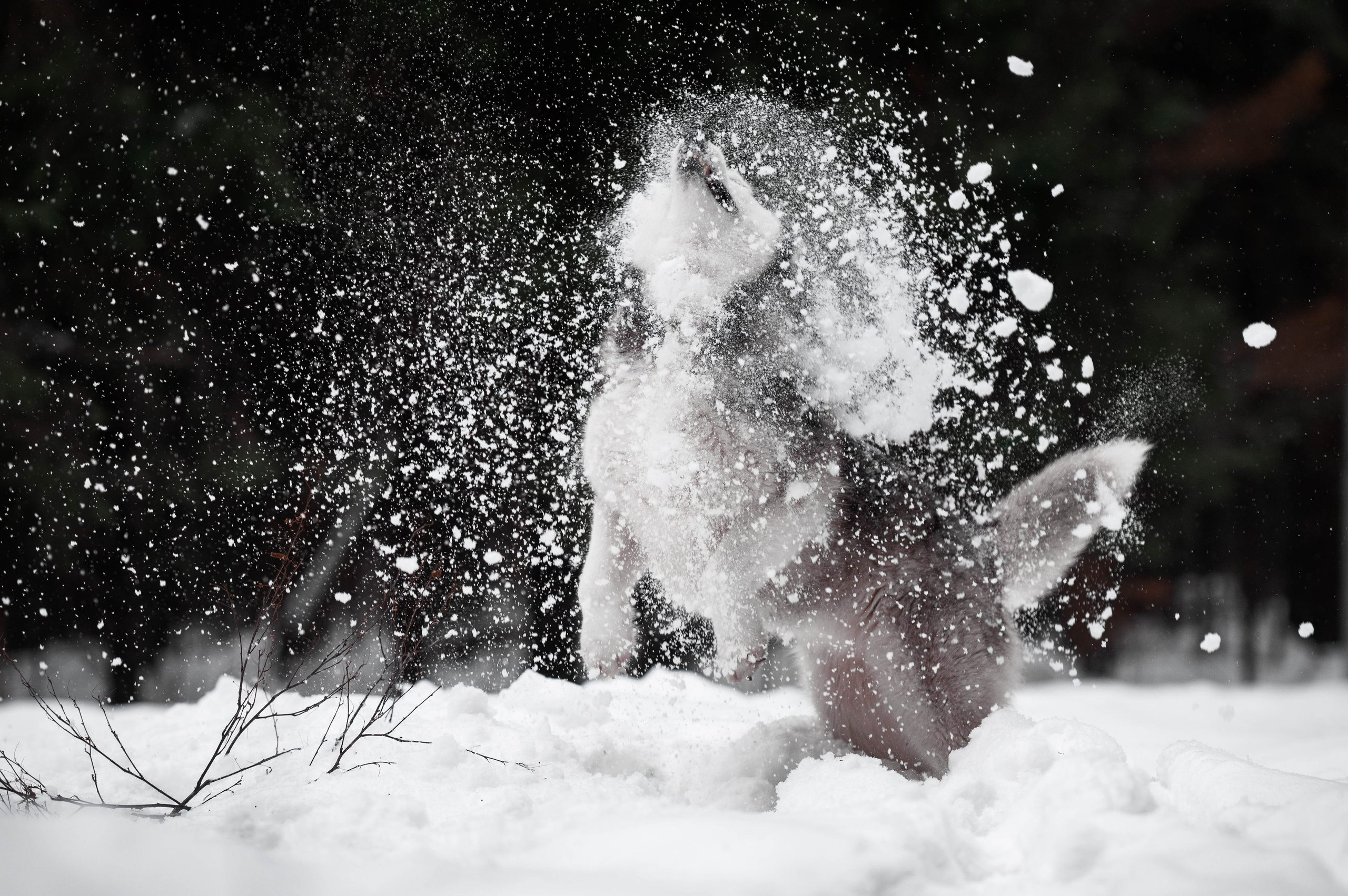 Шанель. Фотограф-анималист
