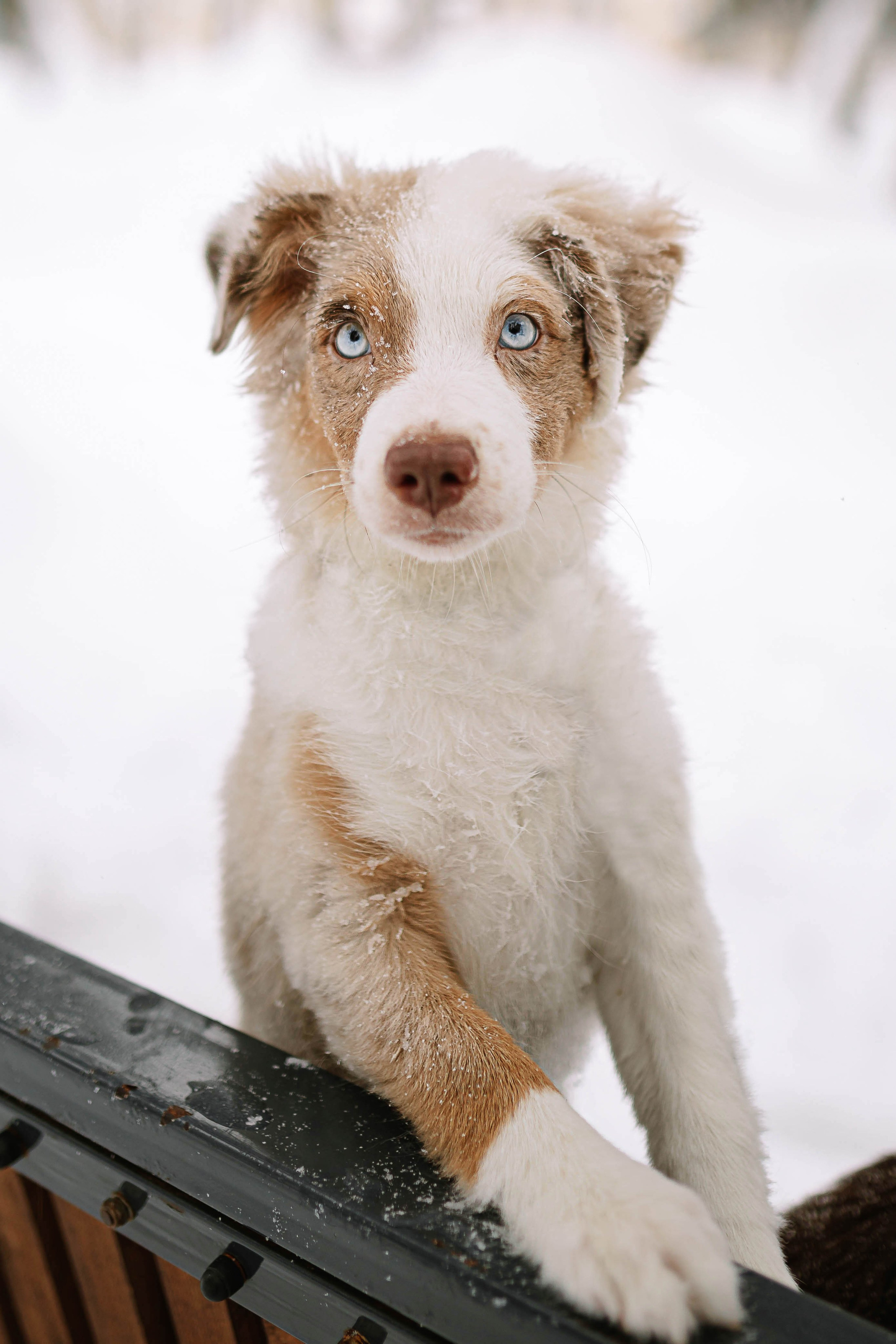 Миниатюрные американские овчарки. Прогулка в парке. Фотограф Александра Кузнецова