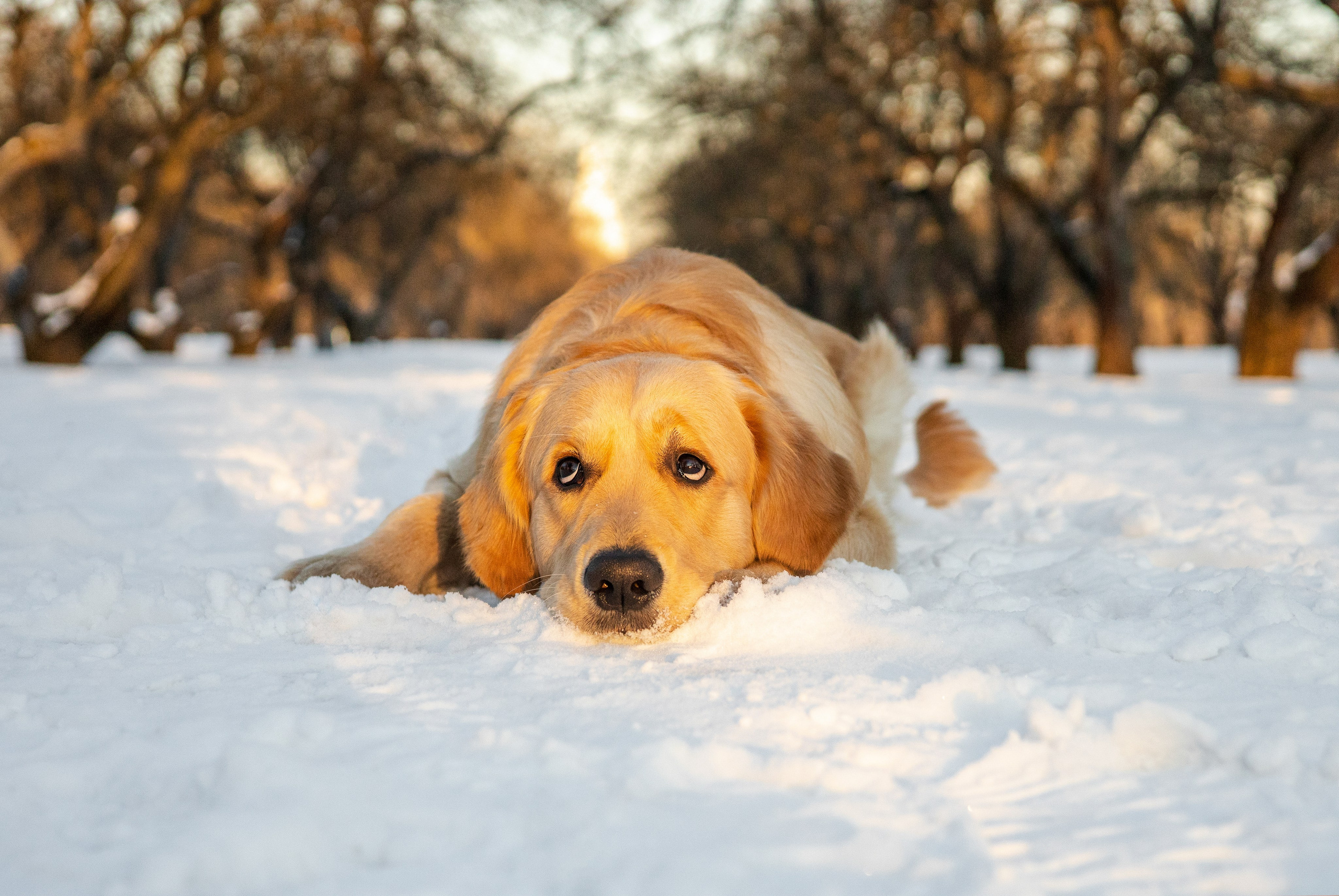 Ларри и его семья. Фотограф-анималист Ксения Шевцова|Москва