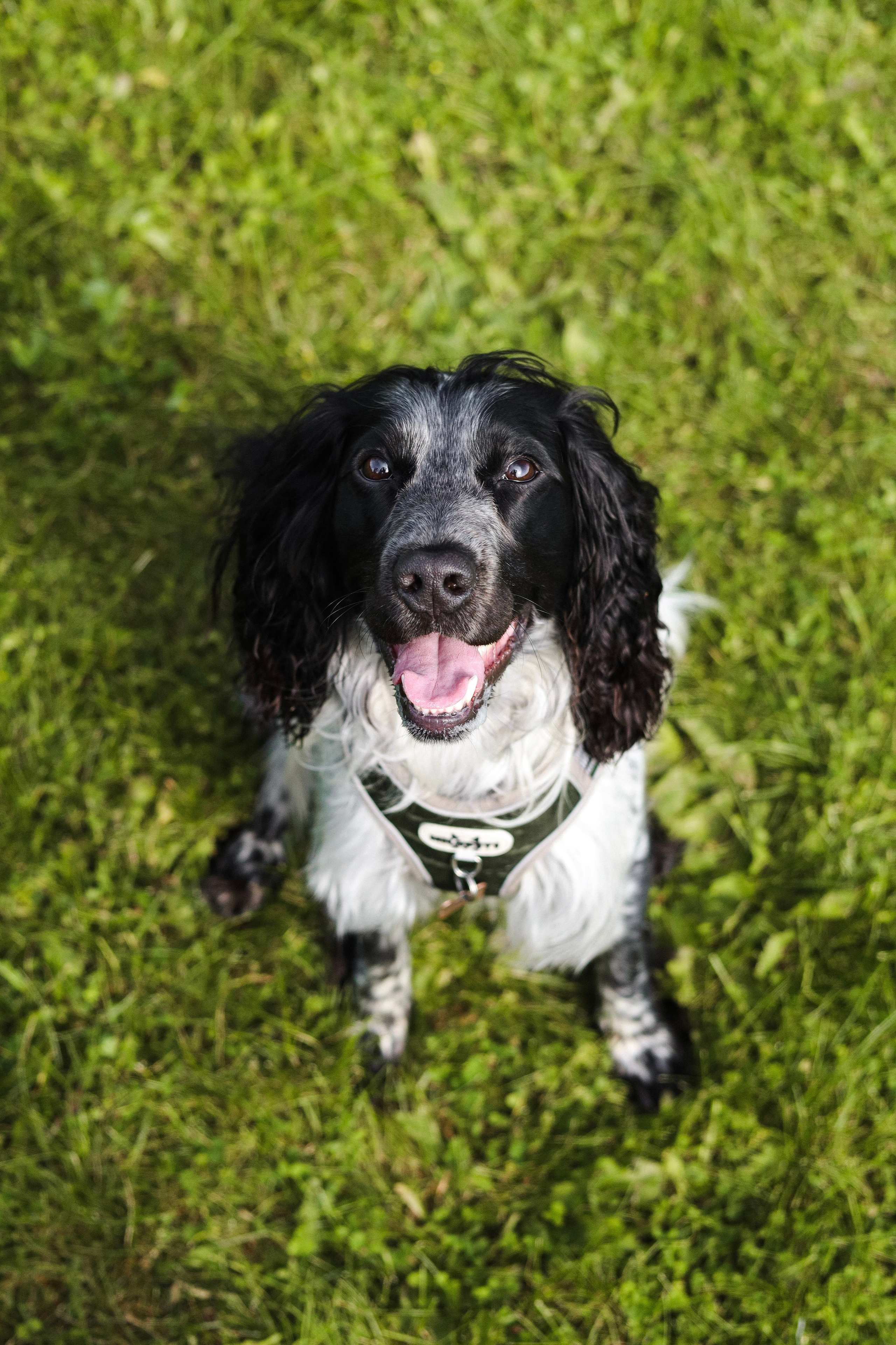 Купер и его семья. Фотограф-анималист Ксения Шевцова|Москва