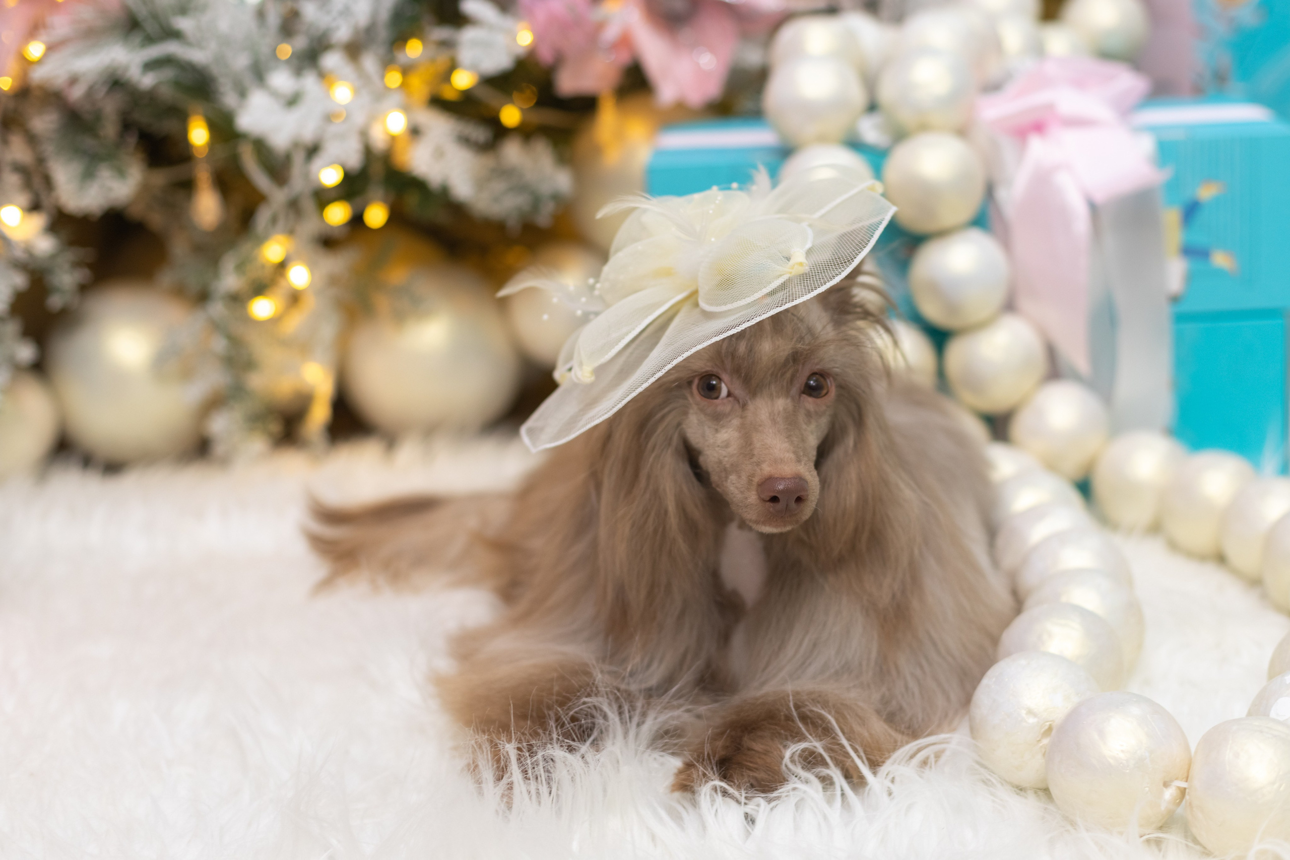 НОВОГОДНЯЯ ФОТОСЕССИЯ С ПИТОМЦАМИ