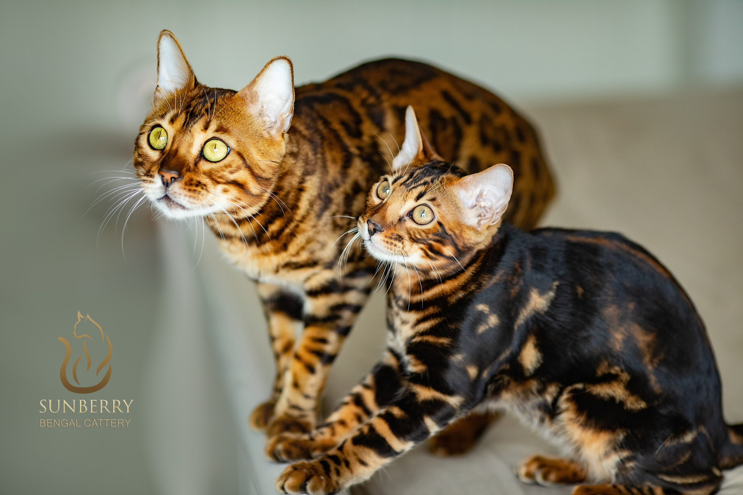Питомник Бенгальских кошек Минск