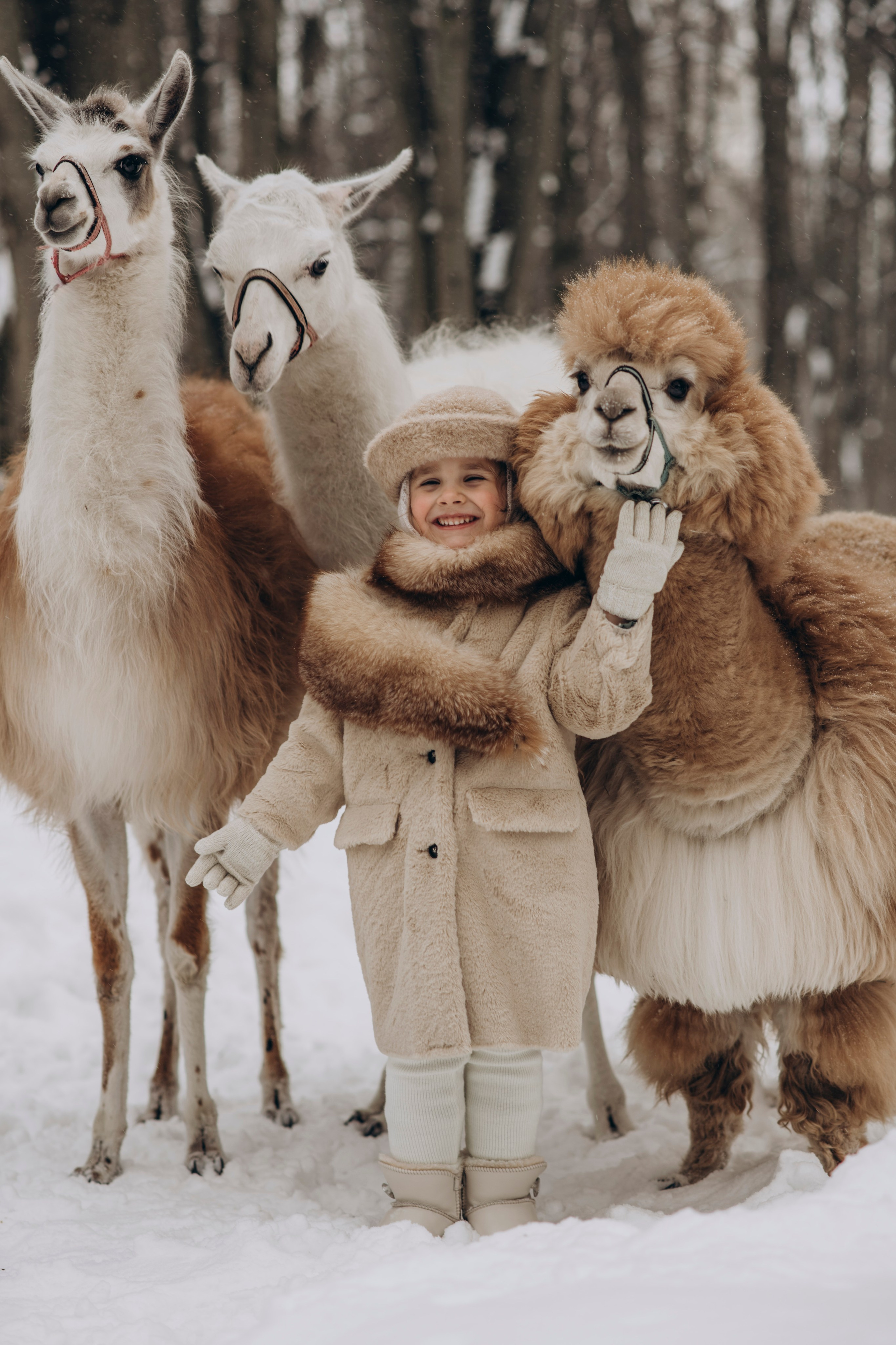 Зимняя фотосессия с Альпаками. Свадебный фотограф в Дмитрове