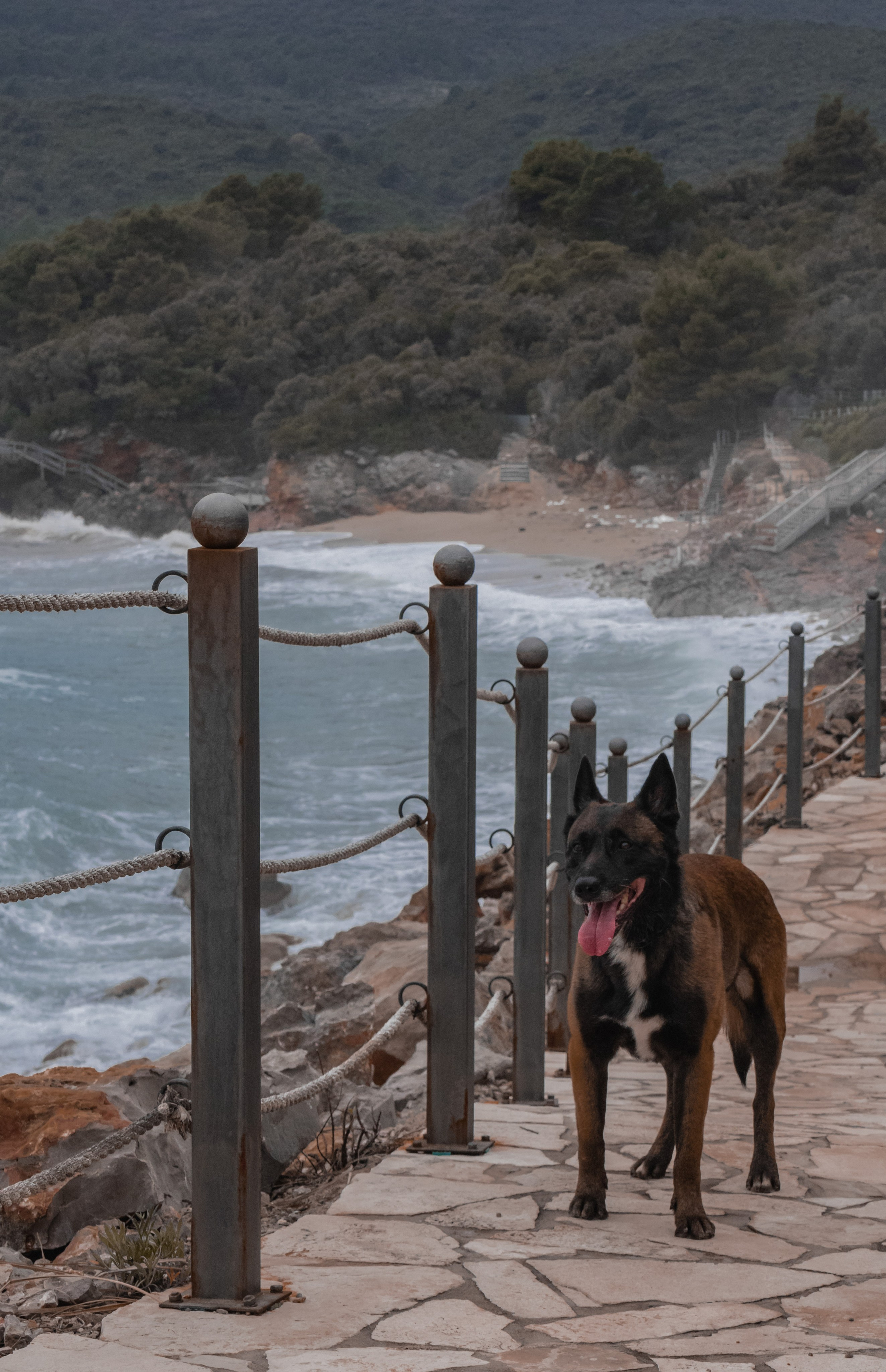 Photoshoot with a dog in Montenegro. Portrait photographer in Tivat Montenegro Katerina Kirsanova