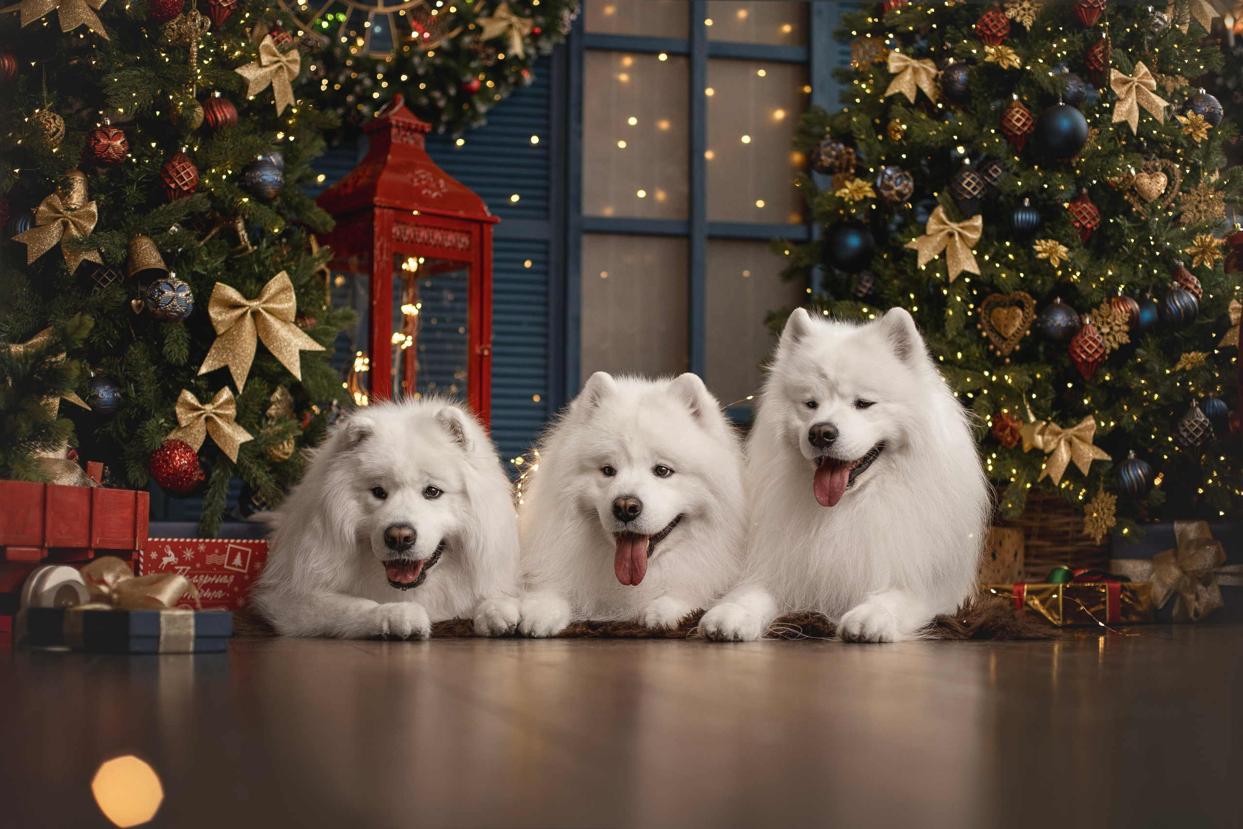 Фотосъемка собак в студии. Фотограф анималист в Москве Майорова Евгения