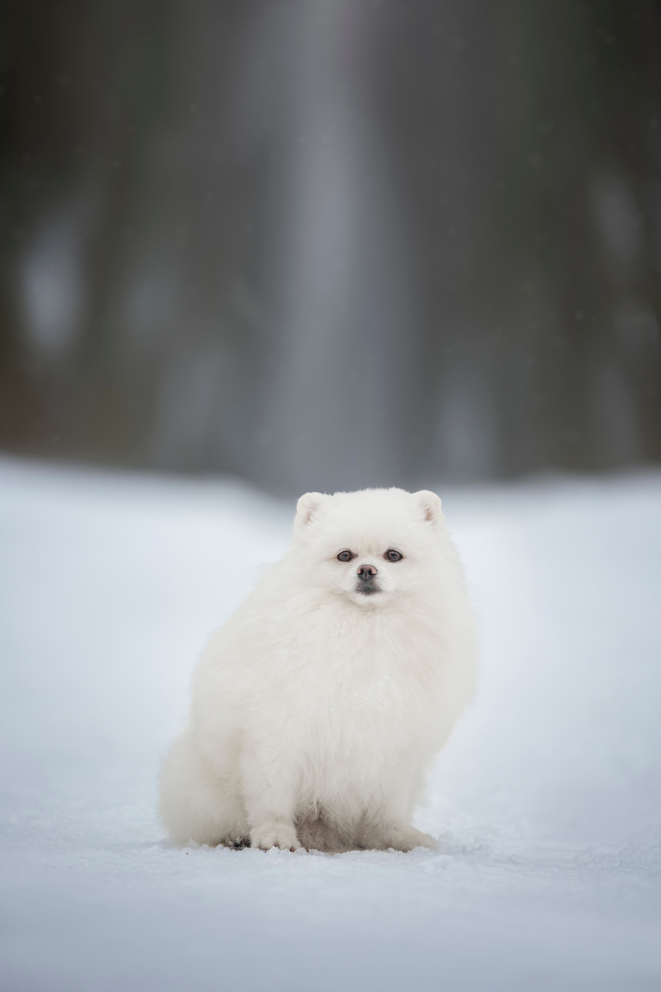 Настя, Игорь, Тесс и Марс. Фотограф анималист в Москве Майорова Евгения