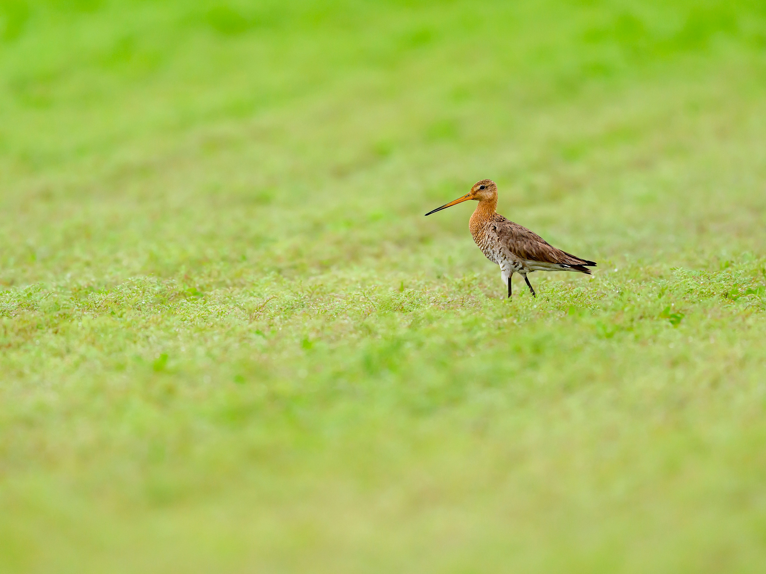 Веретенник. Фотограф Сергей Пупонин