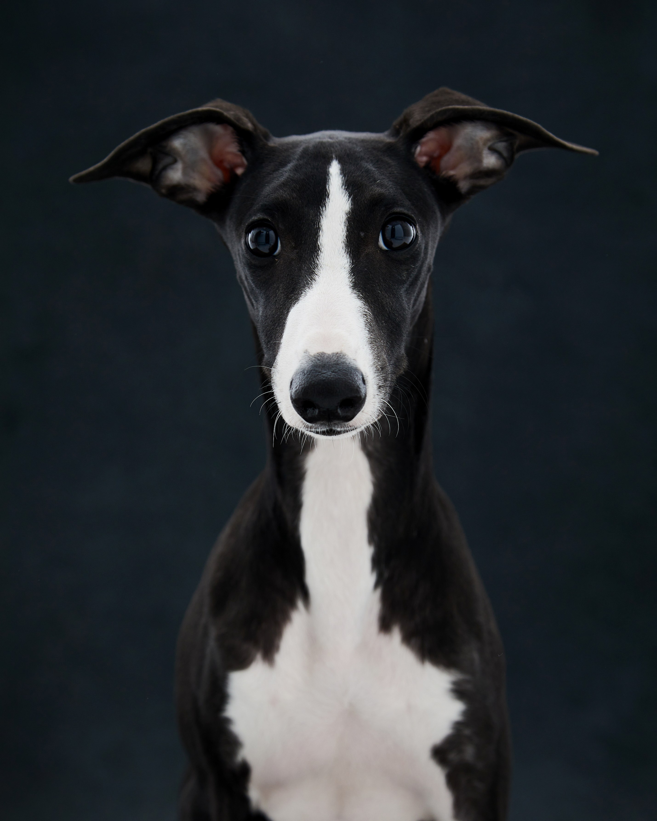 Pets Photography / Фотограф Собак