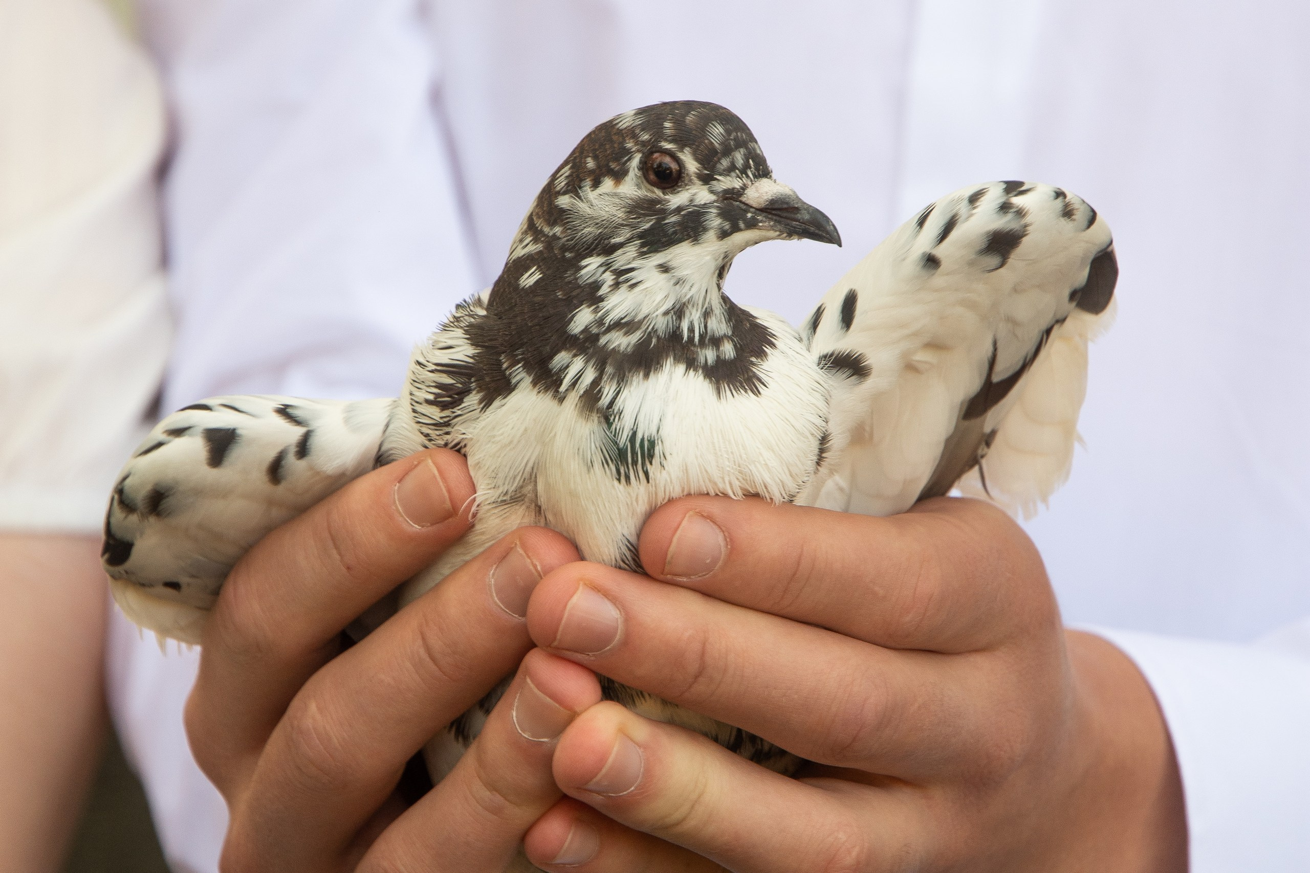 Фотограф на свадьбу. Фотовидео.рус