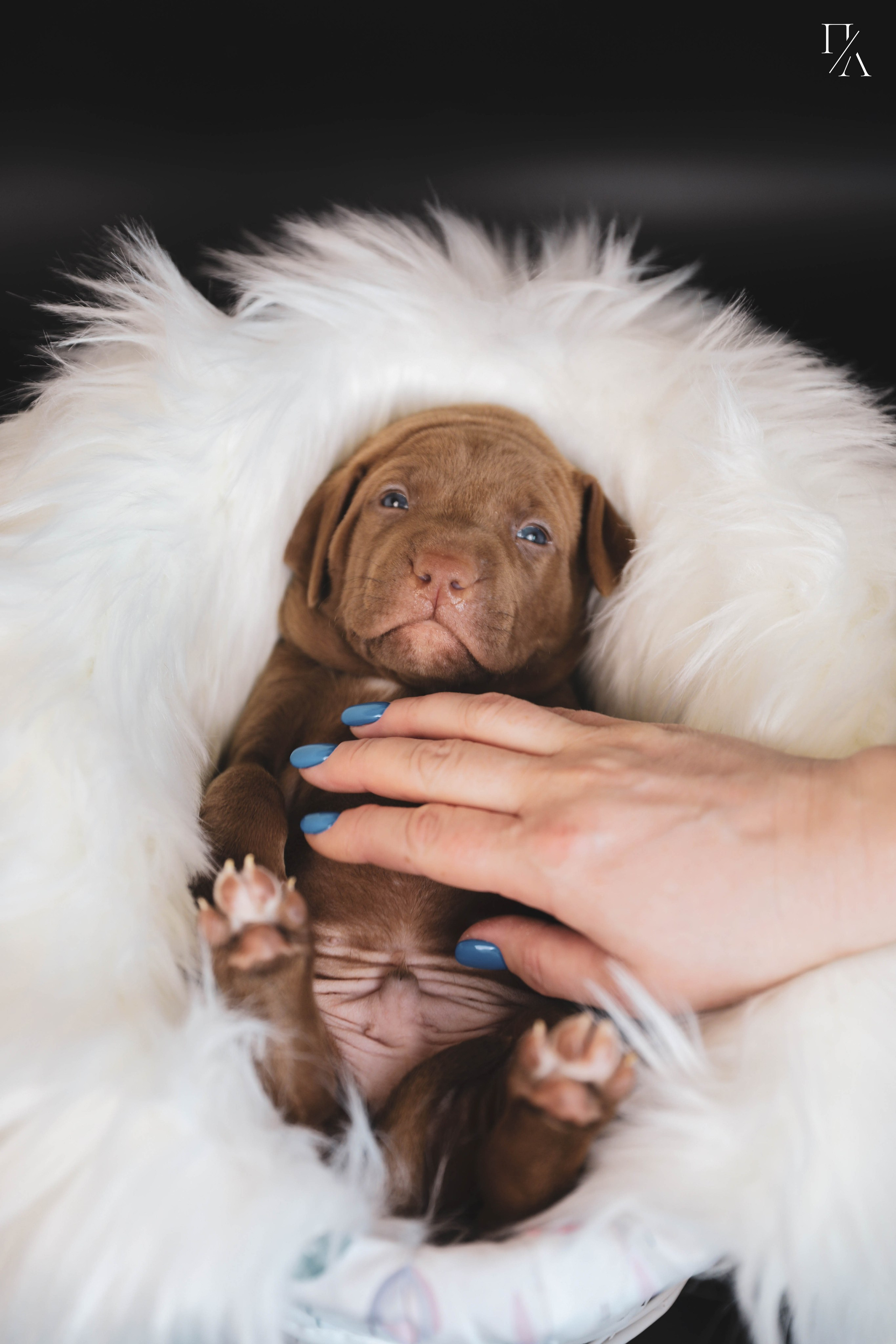 Фотосъёмки щенков. Фотограф-анималист Павлова Любовь