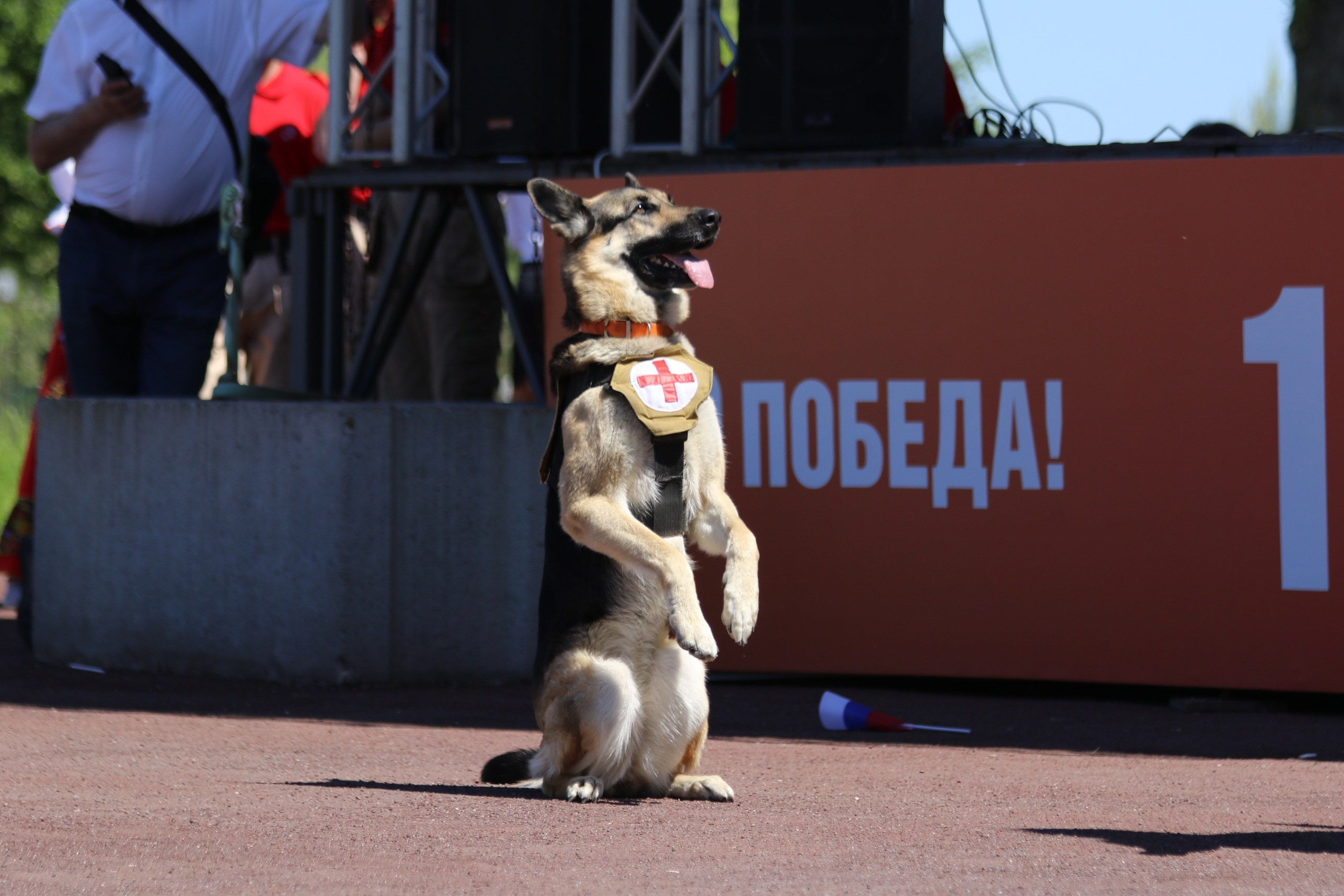 День Пограничника и День Пограничной кинологии. НРОО КЦ "Собаковод"
