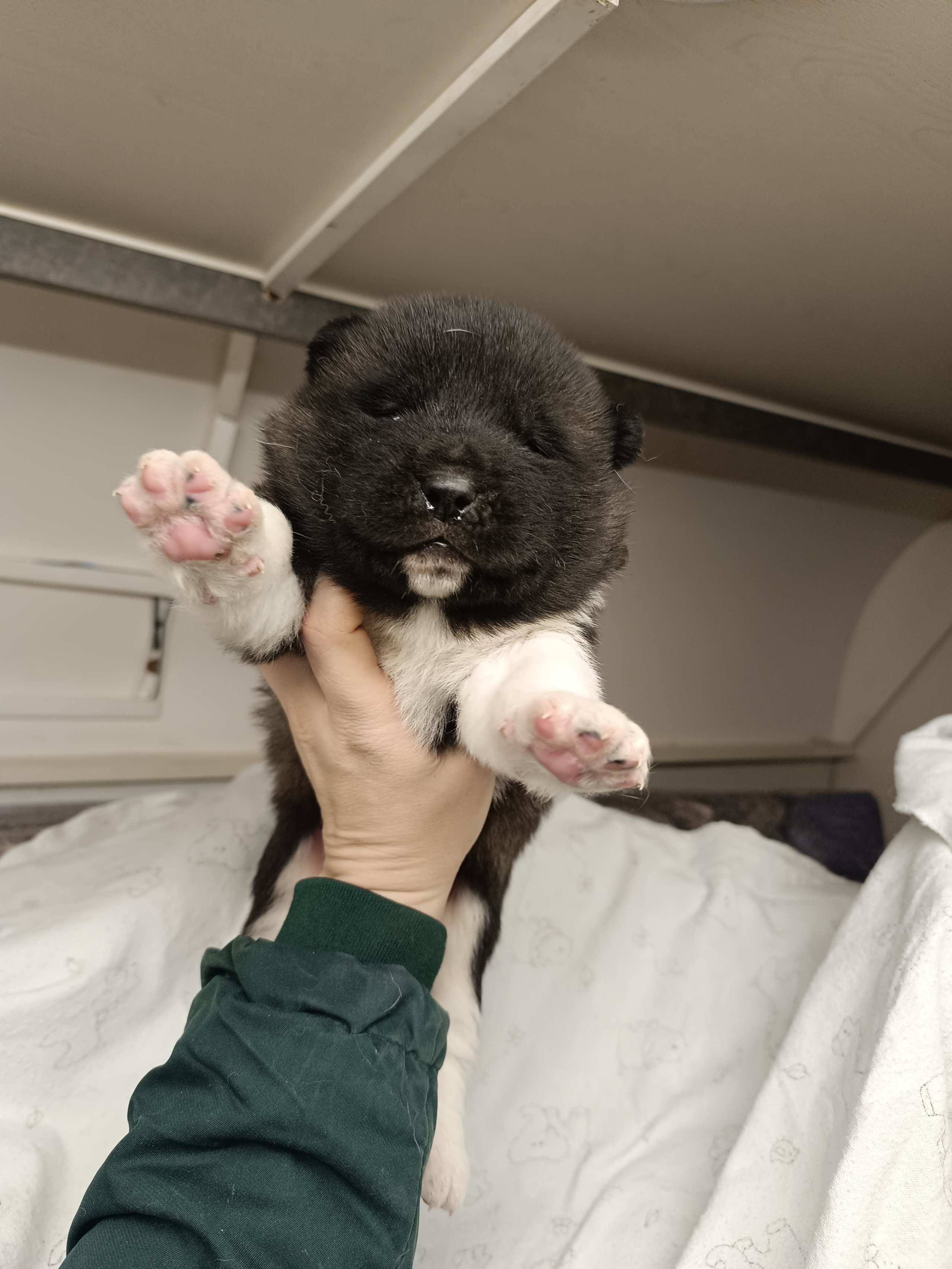 Американская акита  щенки питомник Санкт-Петербург клубные щенки Американская акита питомник RUBYLIGHT Рубилайт купить щенка американской акиты