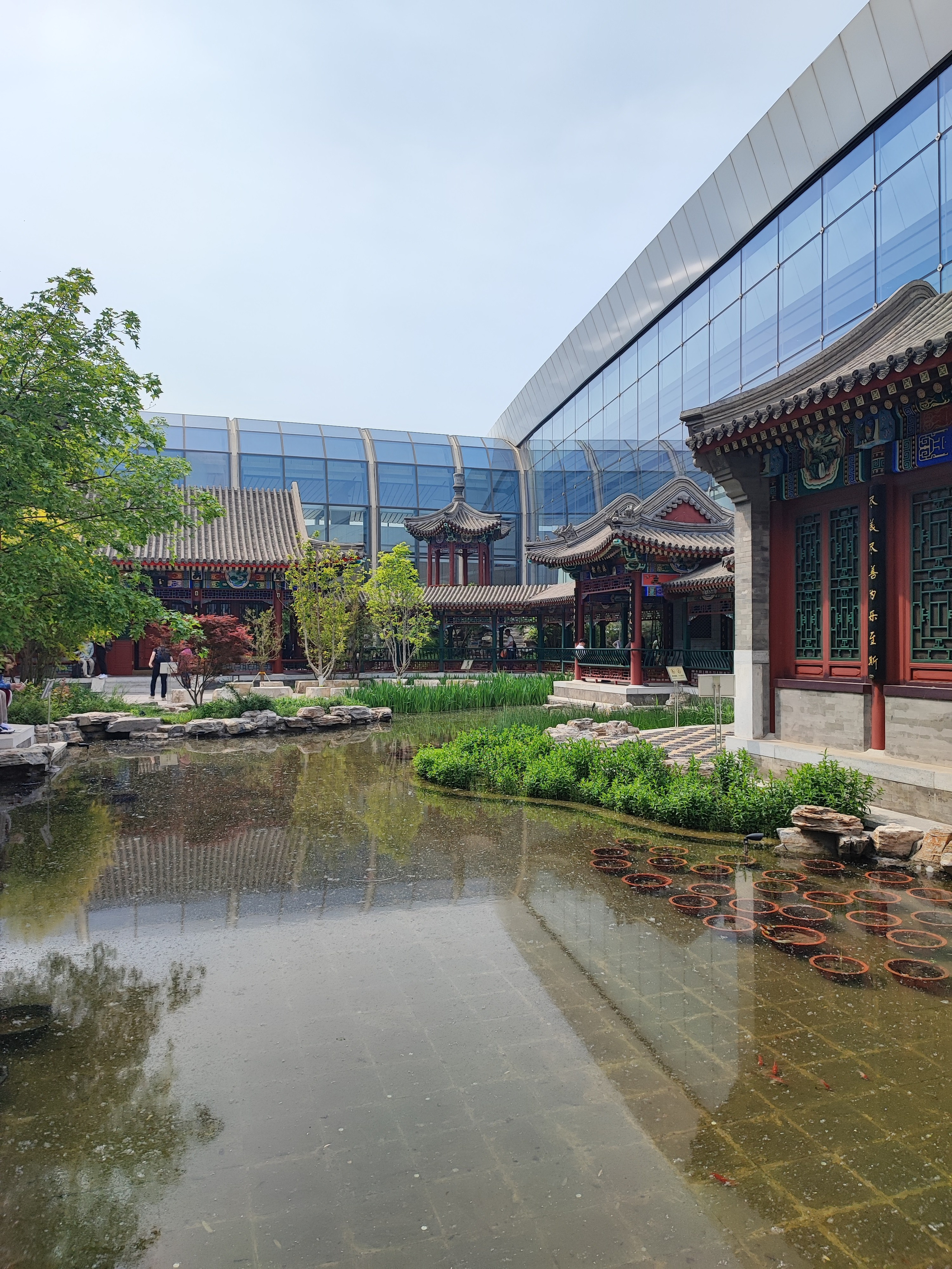 Намобилкус китайский. Репортажный фотограф Алексей Пирязев