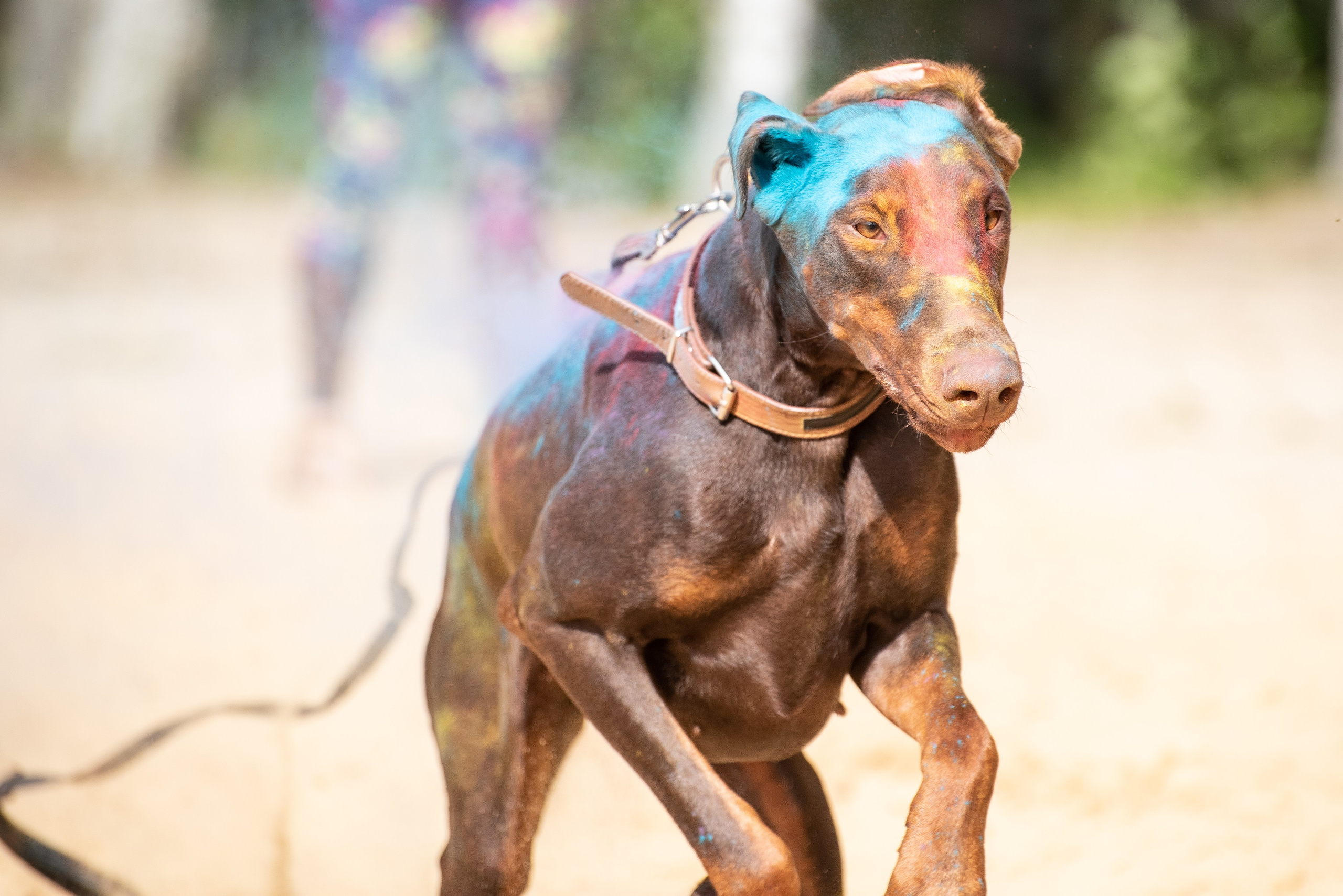 Всплеск эмоций 2023 Кинологический фестиваль. Фотограф Макс Огурцов в Нижнем Новгороде