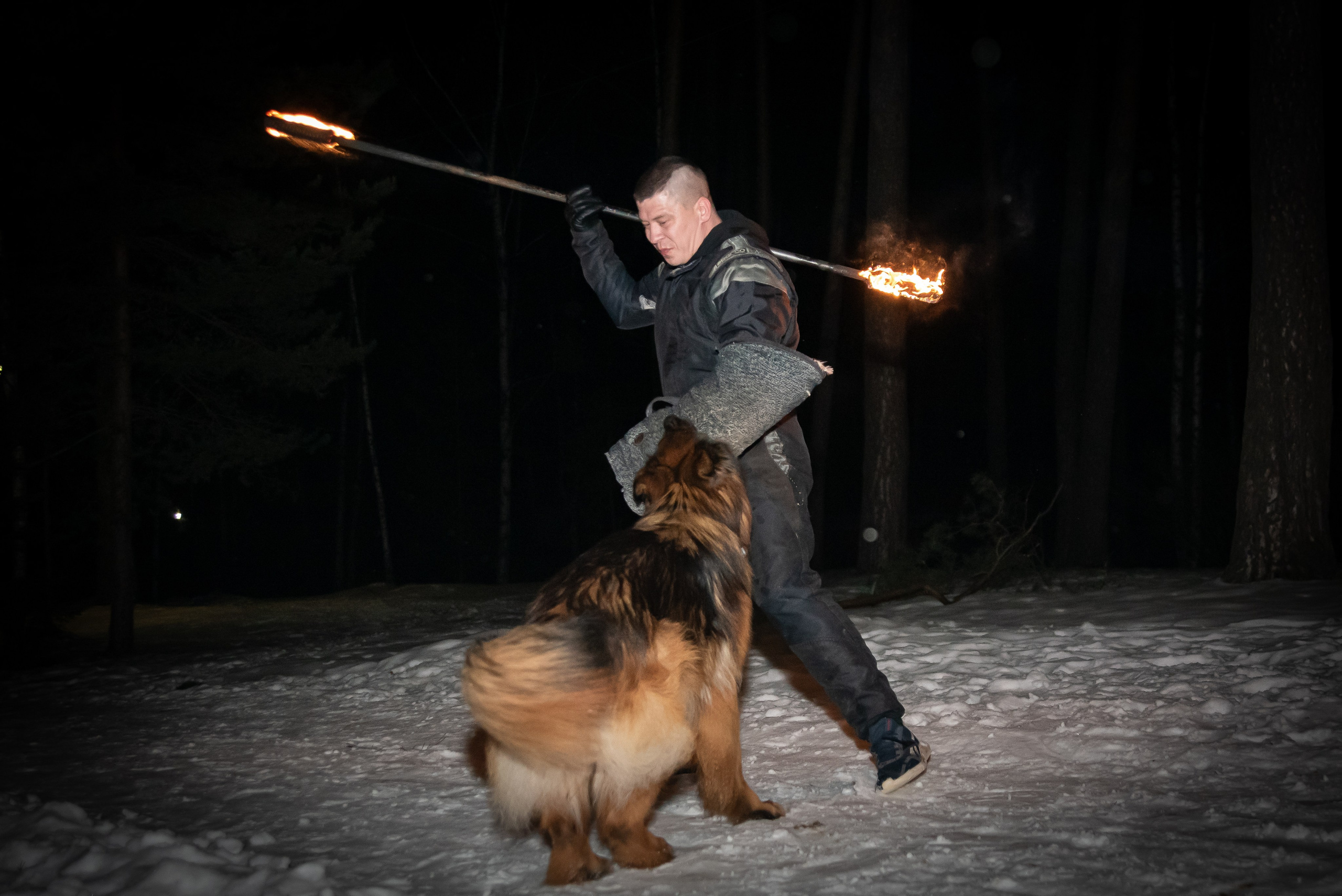 Фотосъёмка с собаками в Кинологическом лагере. Фотограф Макс Огурцов в Нижнем Новгороде