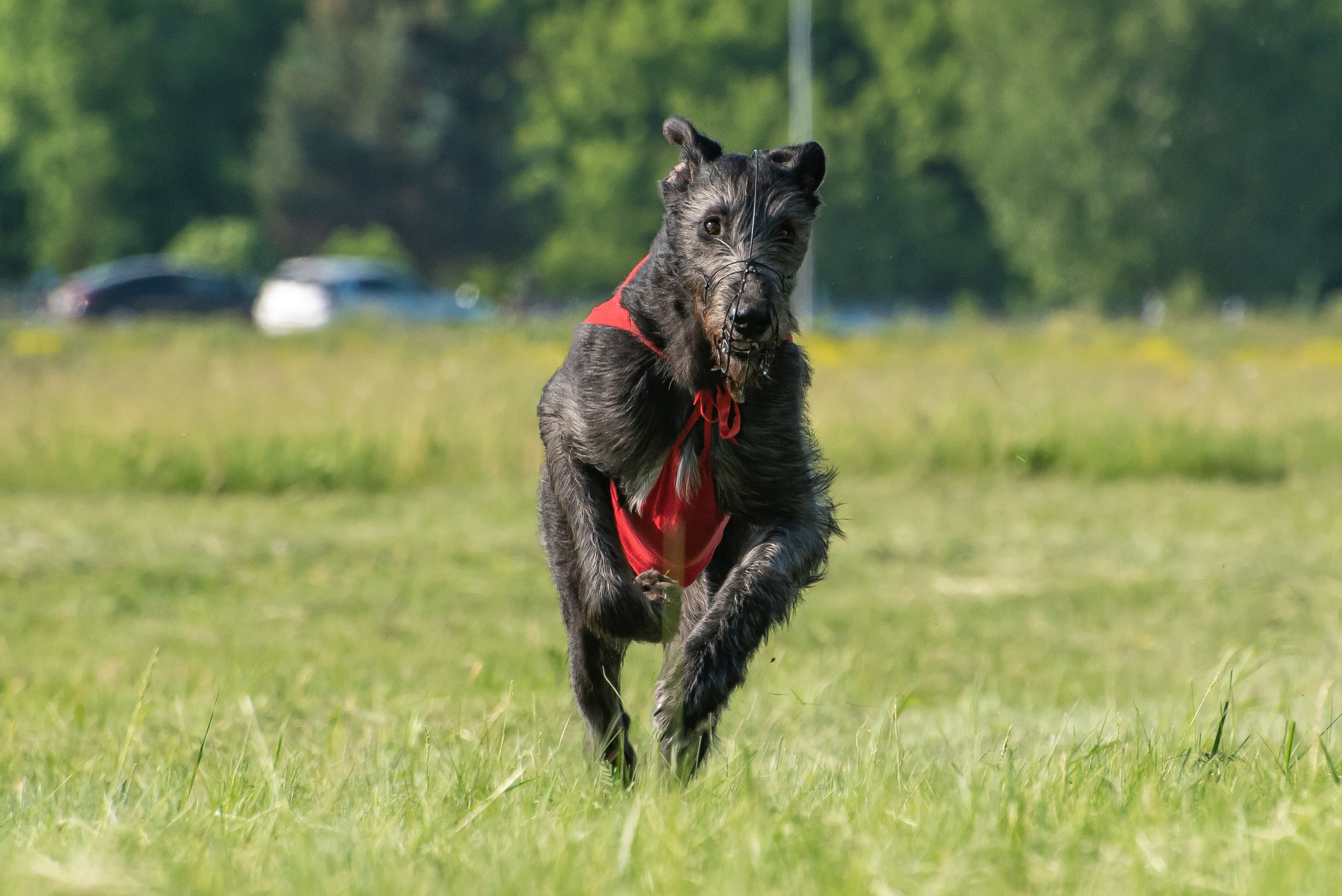 Спортивный фотограф анималист курсинг. Фотограф Макс Огурцов в Нижнем Новгороде