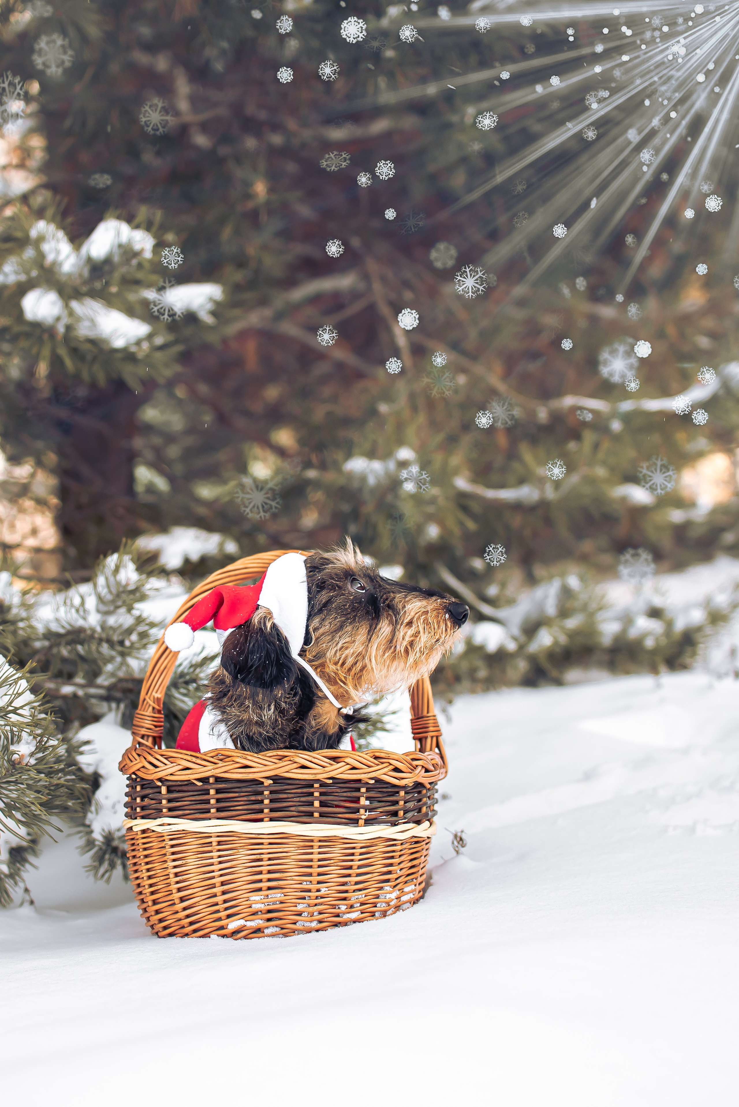 Фотограф Анималист. Фотограф Макс Огурцов в Нижнем Новгороде