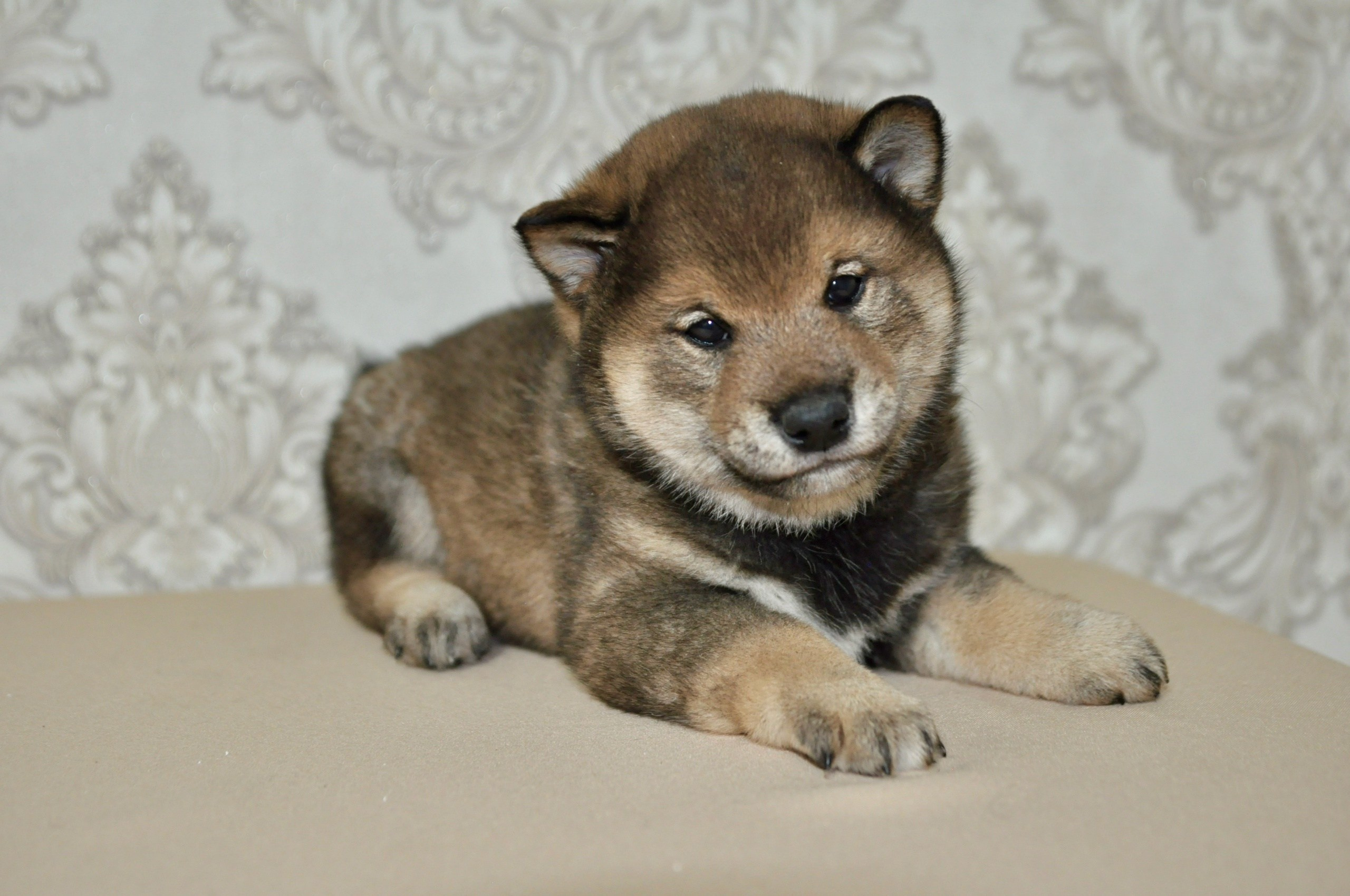 Шаман (сезам) * Шу_ Шаолинь Цукан. AMERICAN AKITA RUBYLIGHT KENNEL I SHIBA-INU