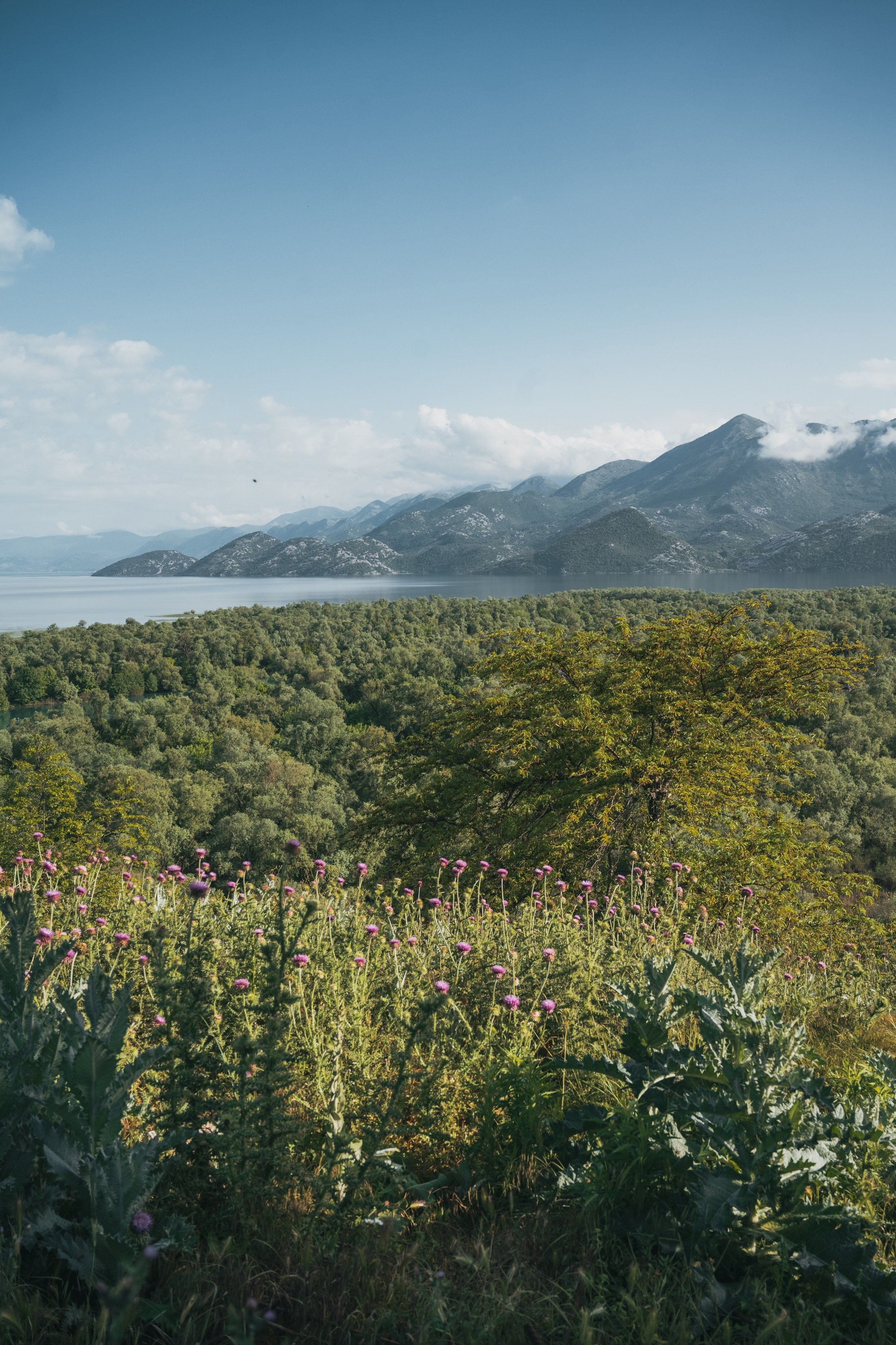 СКАДАРСКОЕ ОЗЕРО. ЧЕРНОГОРИЯ. Фотограф в Белграде Чугреева Елена