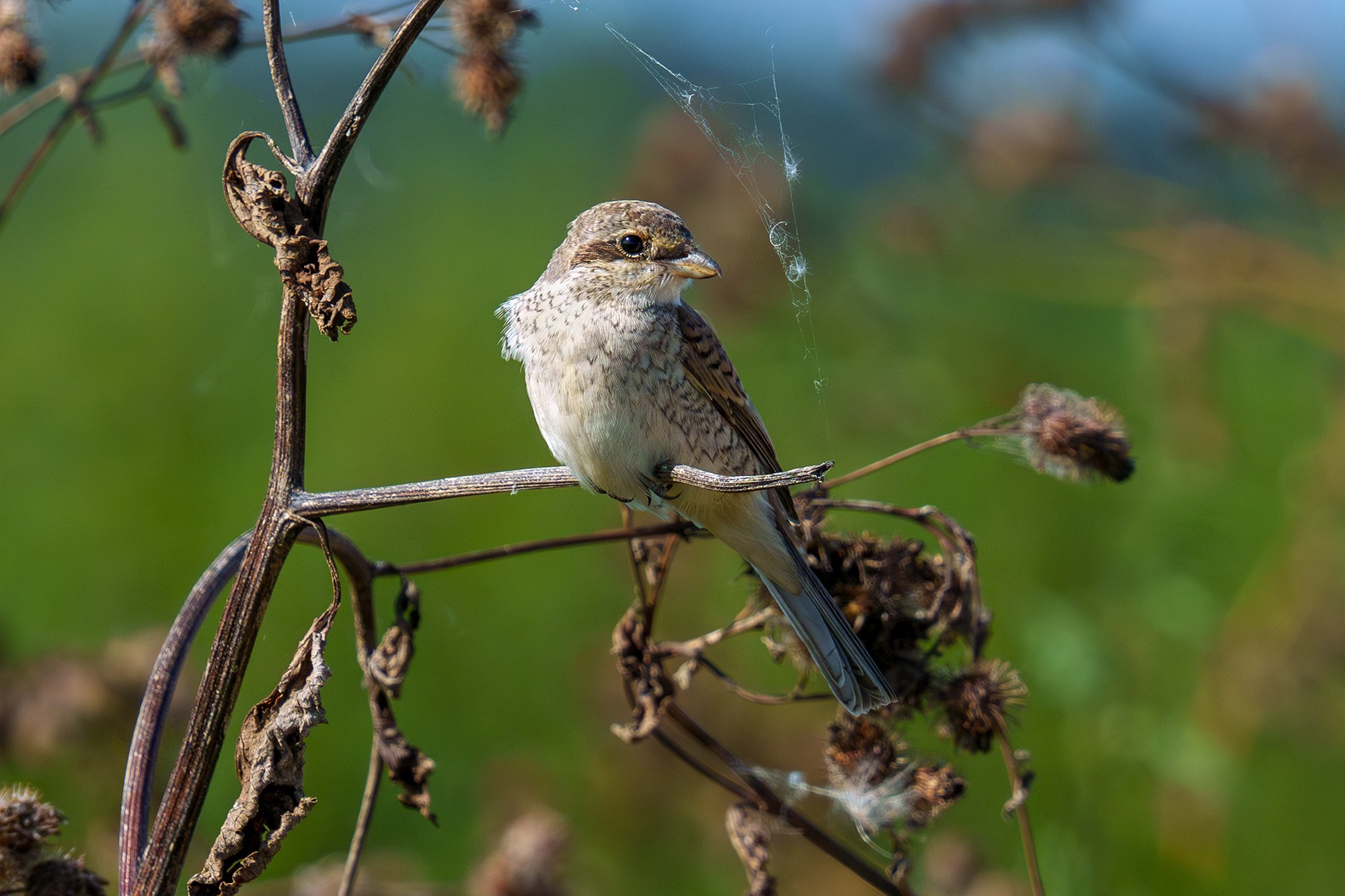 Удивительные мир птиц. Вокруг нас столько прекрасного — присмотритесь!. Ваш личный фотограф Марина Волкова