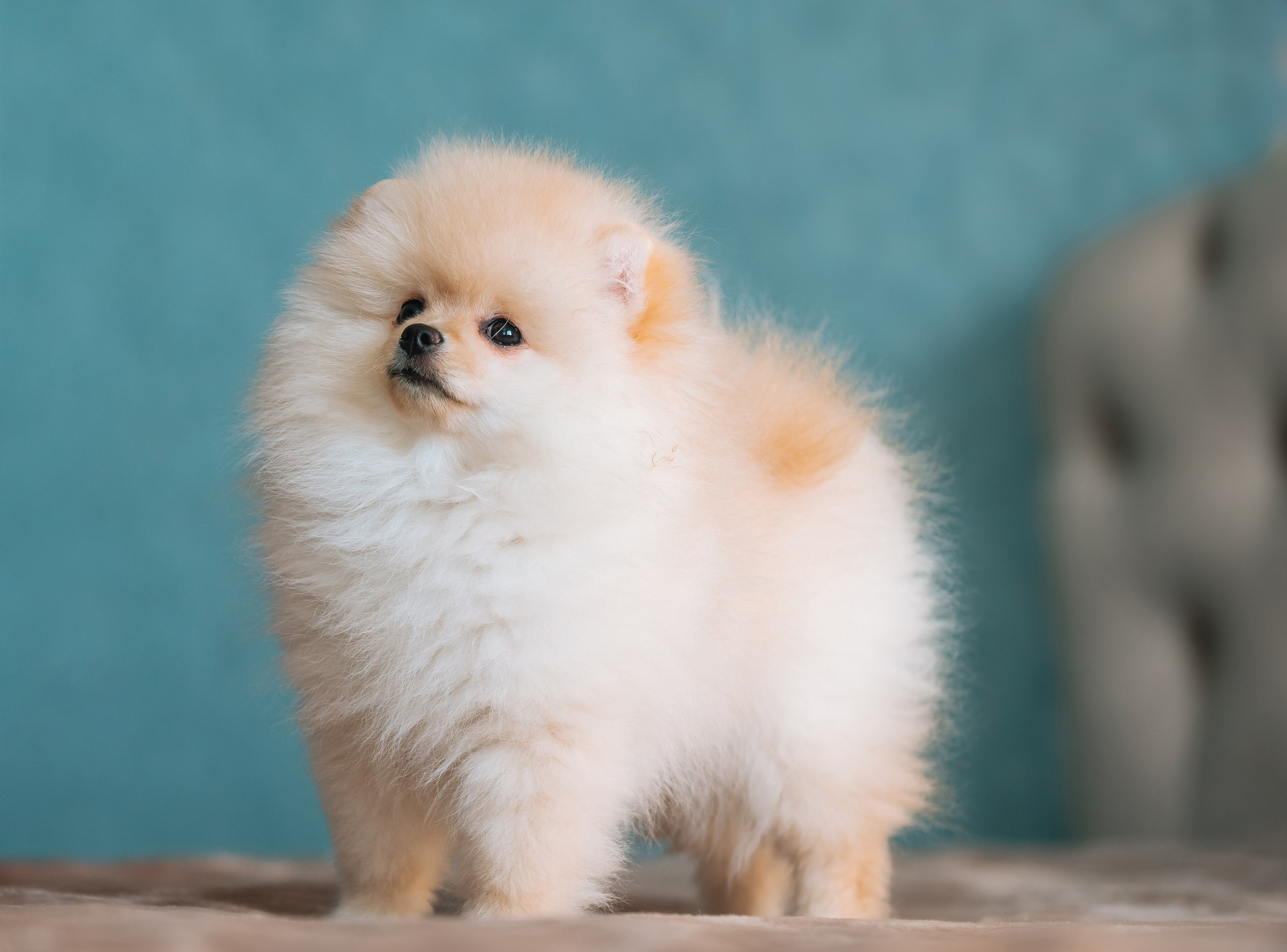 Шпицы дома. Главная