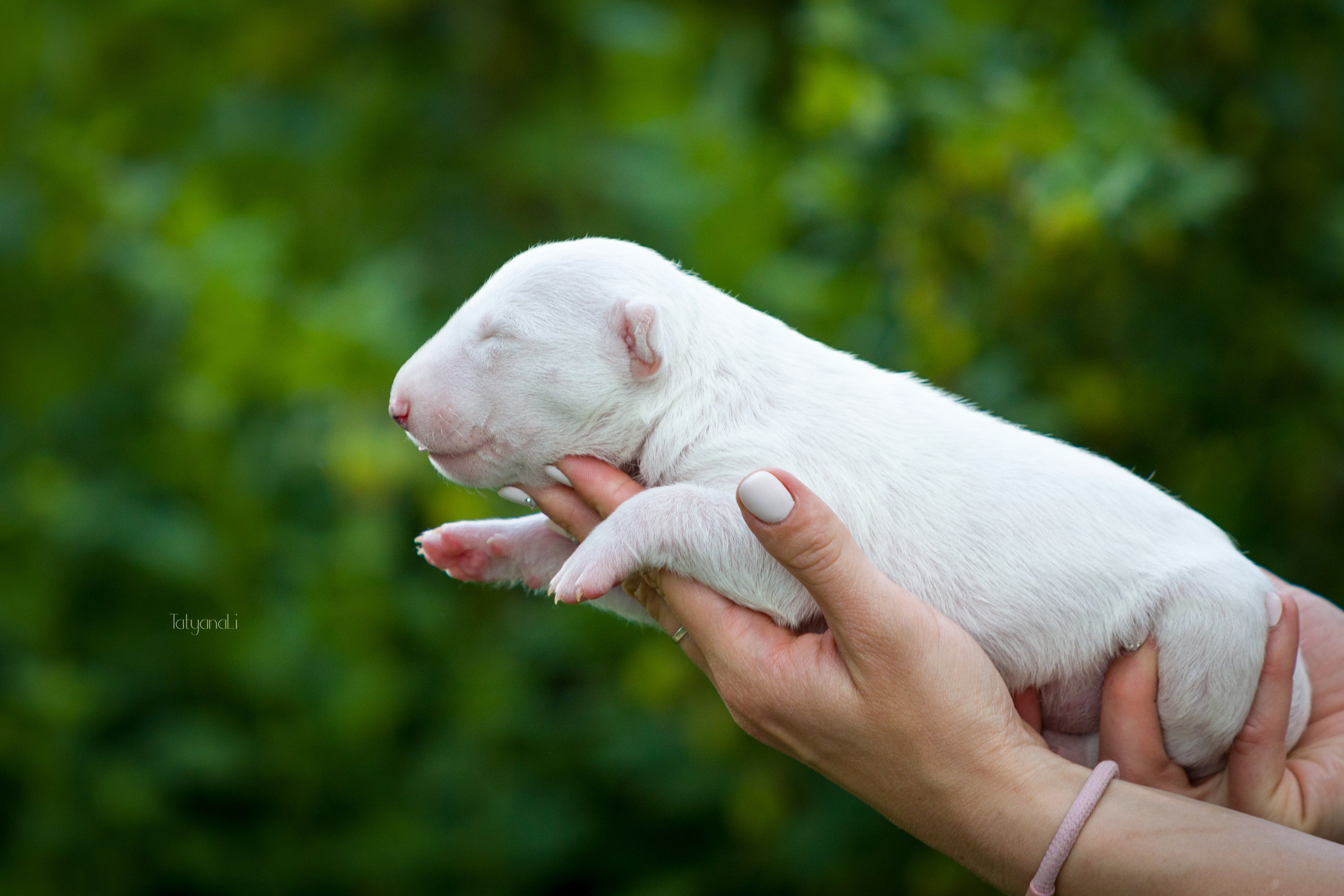 Стандартный бультерьер. Фотограф — анималист Татьяна Ли