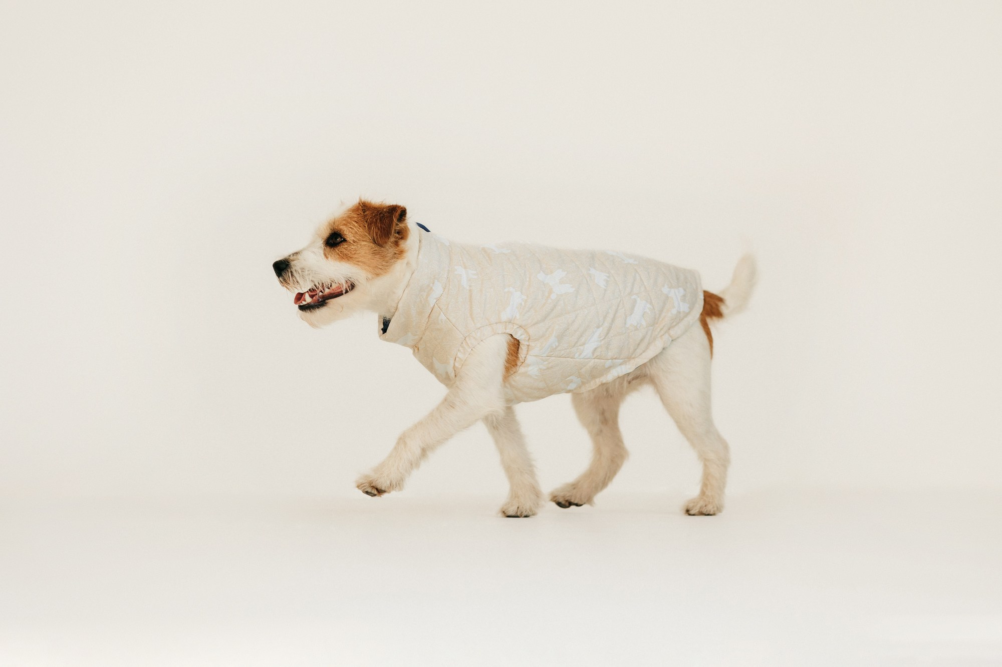 Одежда Lapa`s brand. Фотограф-анималист Елена Радченко, Москва