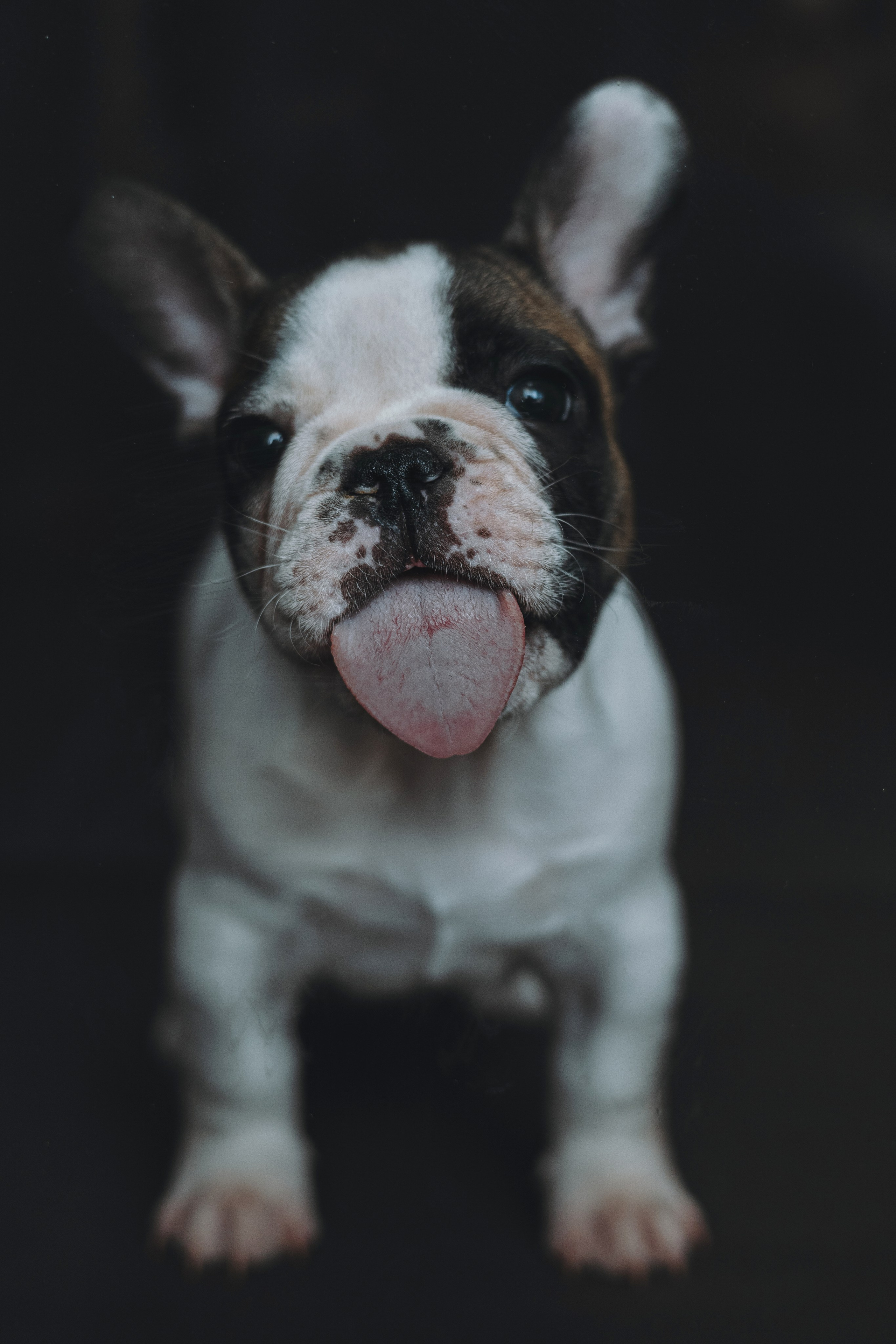 Щеночки. Фотограф — анималист Владивосток, Алина