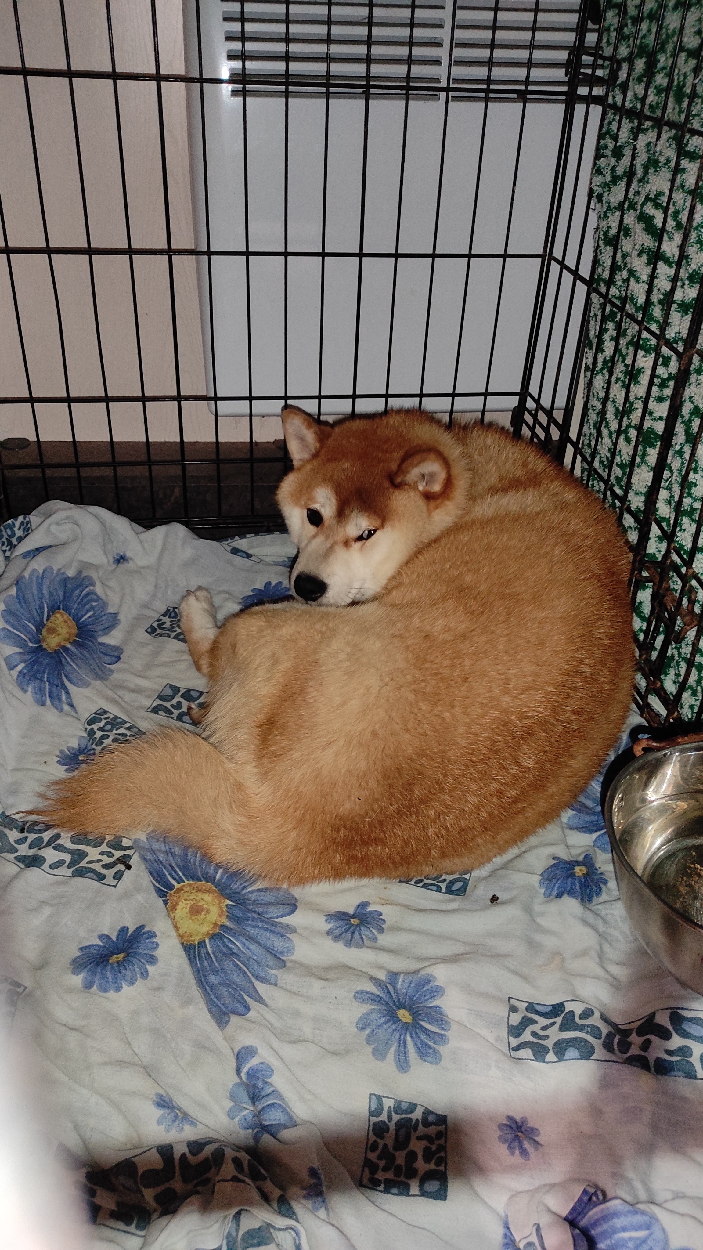 сиба питомник Рубилайт щенки на продажу rubylight  сиба щенки купить СПб Санкт-Петербург 