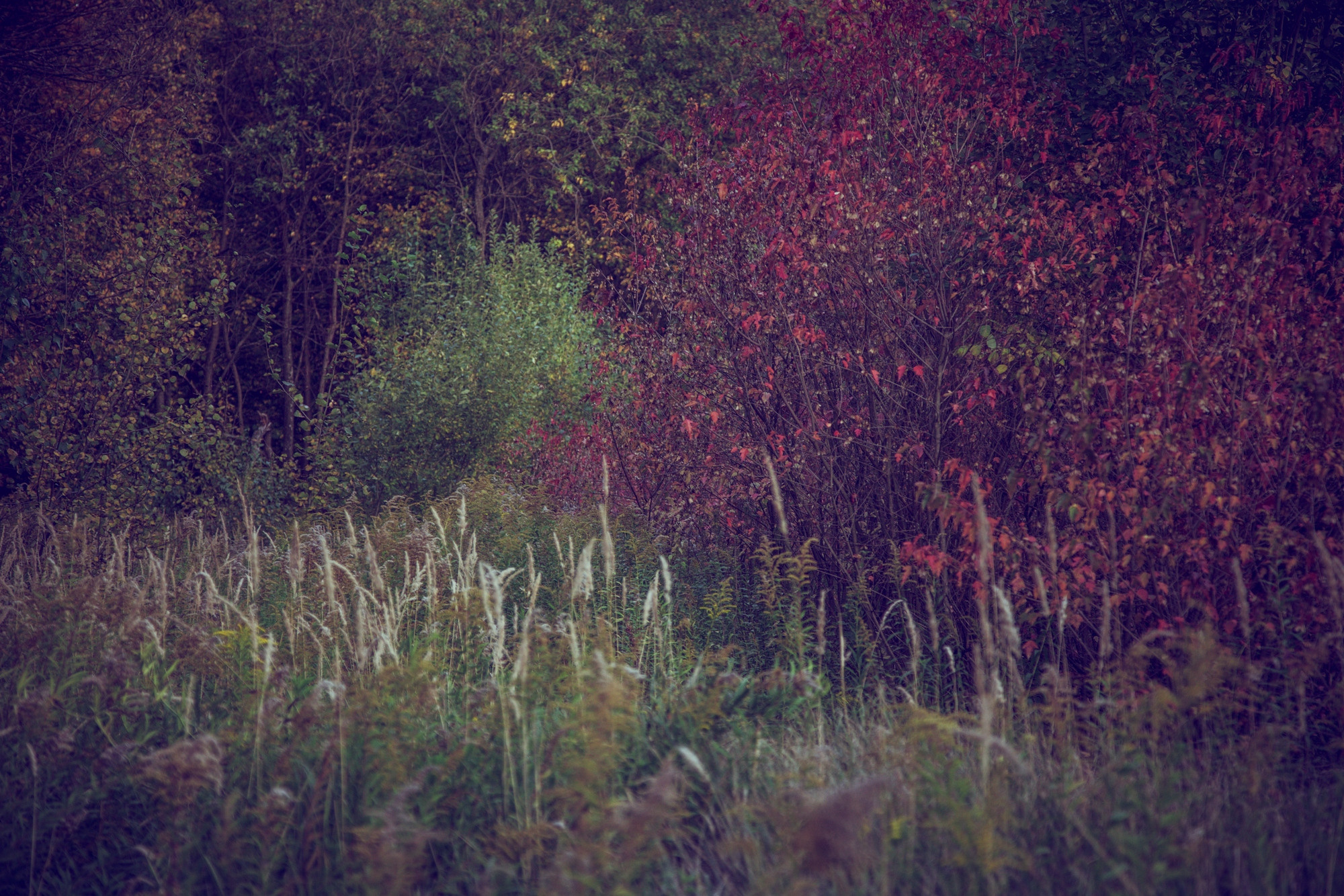 Фотограф в Нижнем Новгороде Елена Лямина
