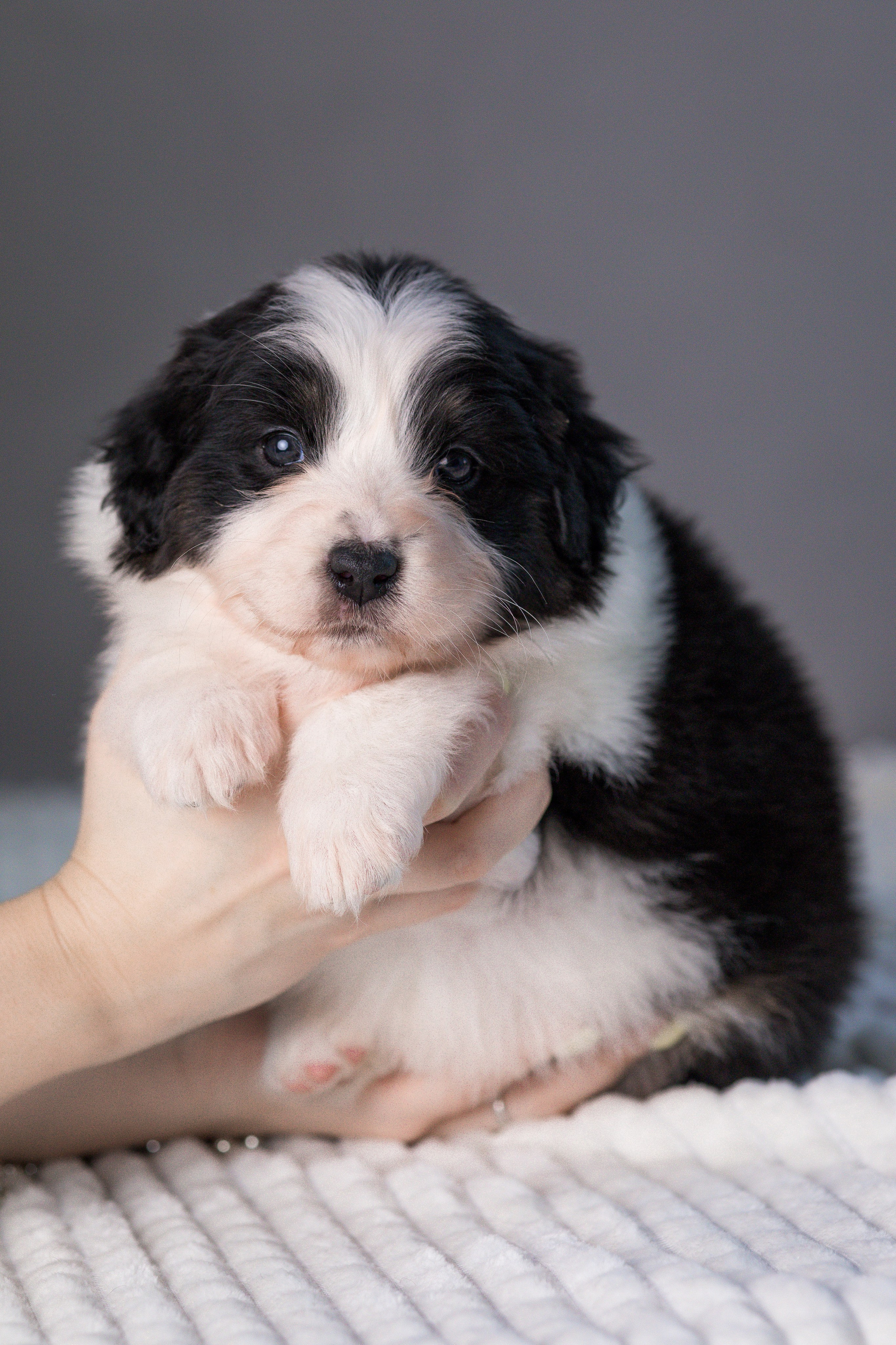 Щенки. Фотограф Яна Матвеева в Ижевске