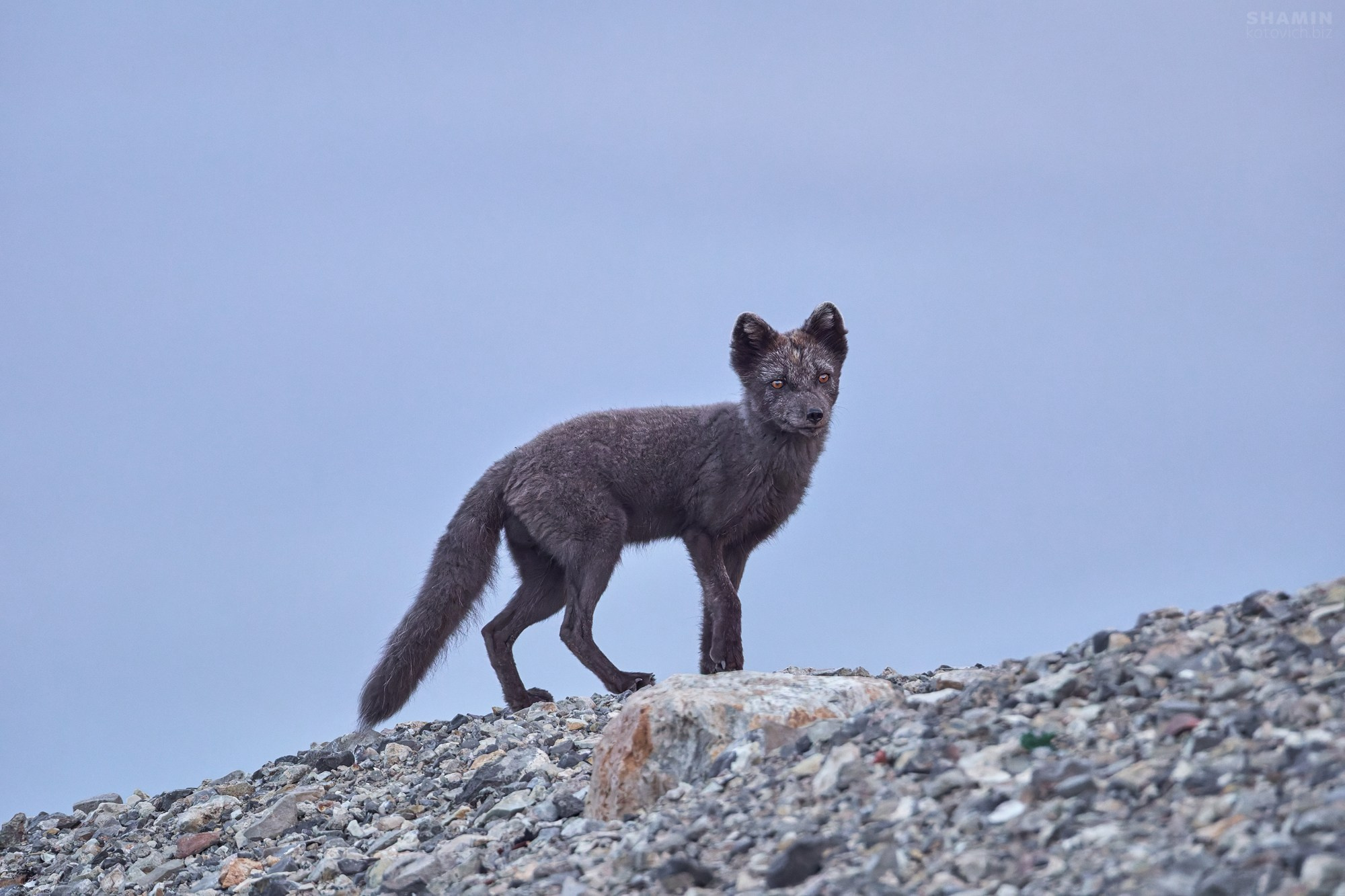 Пейзажи Шпицбергена и Арктики — горы, лед, море и северное небо в фотографиях Константина Шамина