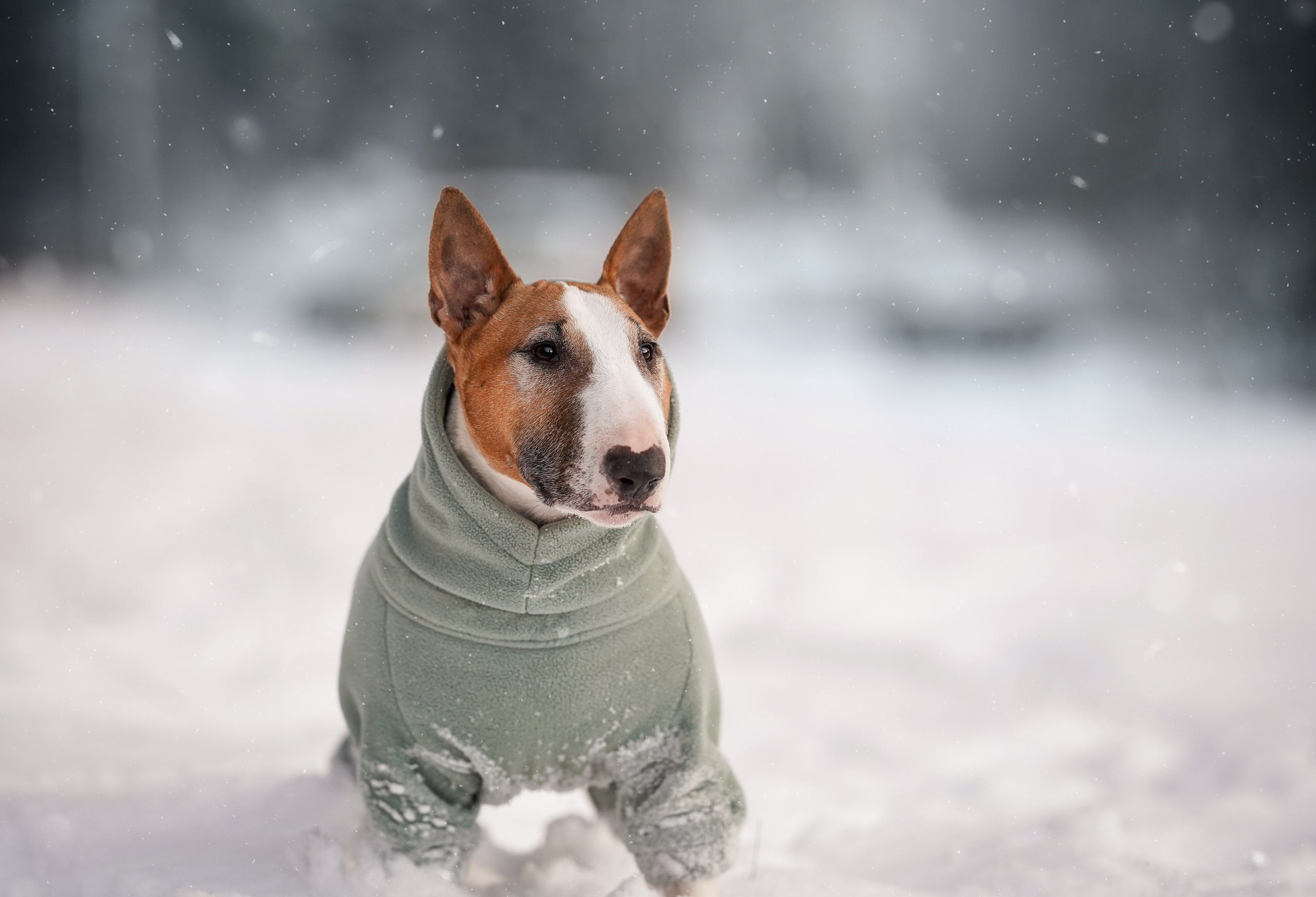 Панда и Юни Карелия. Фотограф-анималист в Санкт-Петербурге Яна Мартынова