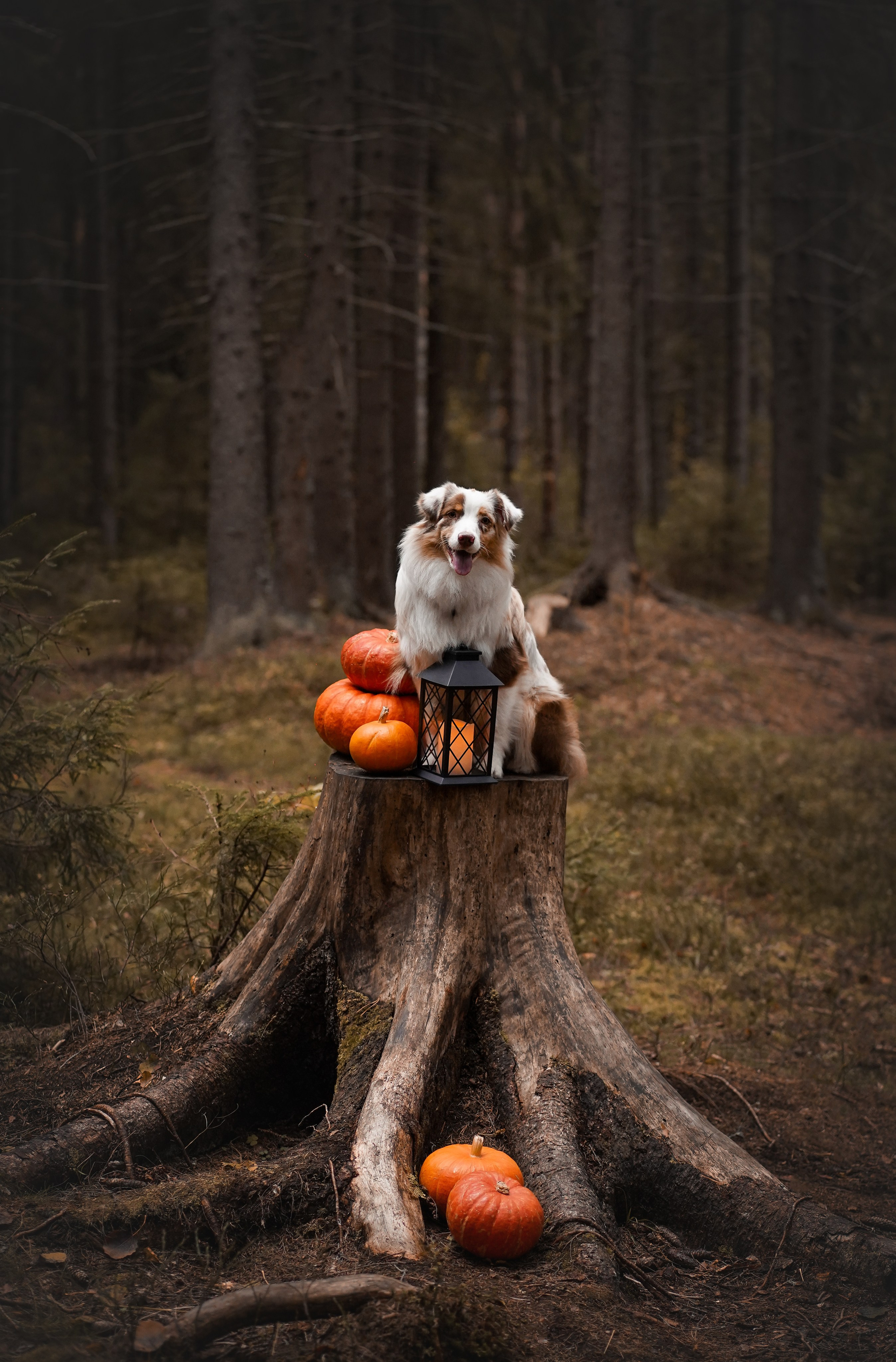 Панда тыковки. Фотограф-анималист в Санкт-Петербурге Яна Мартынова