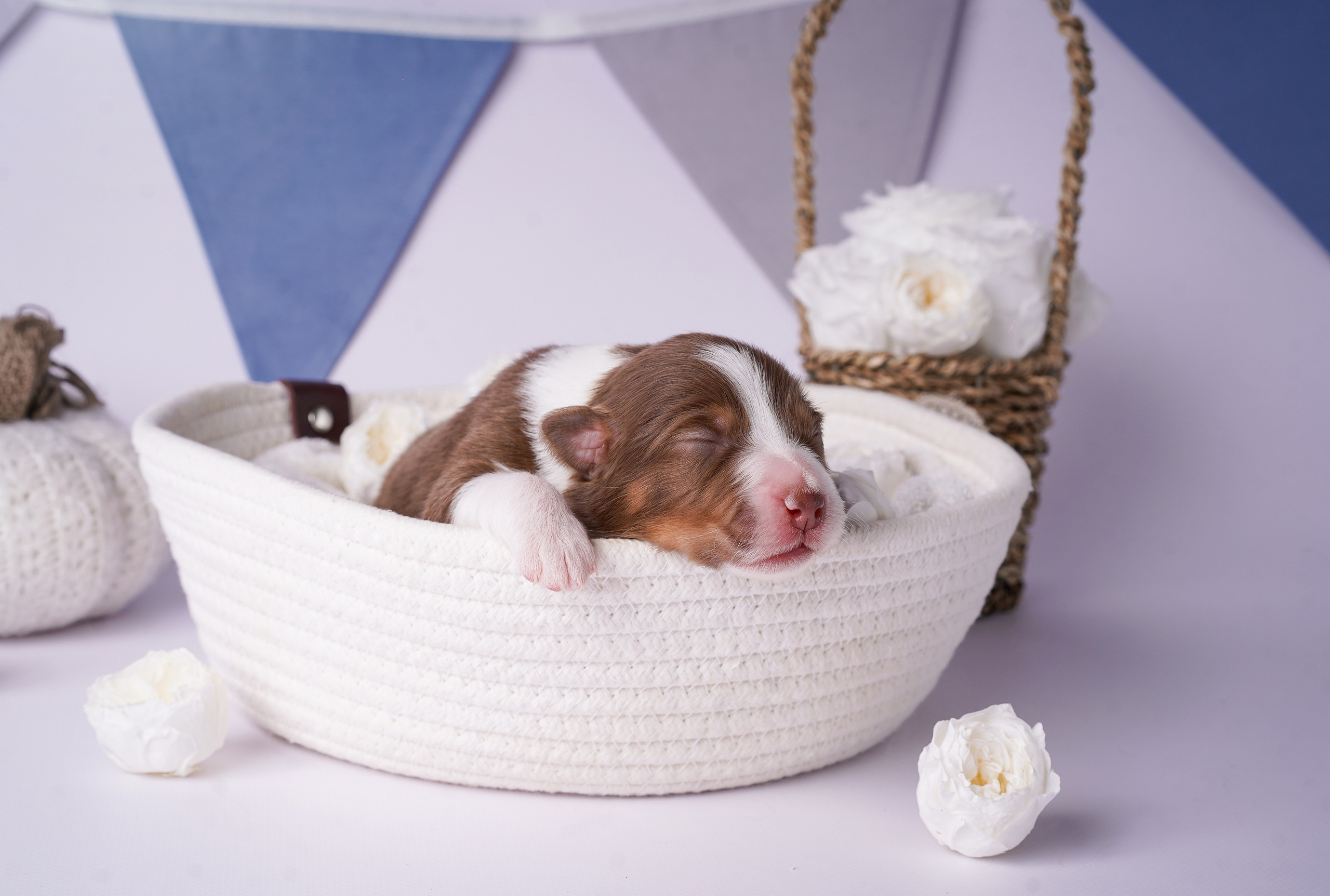 Щенки австралийской овчарки. Фотограф-анималист в Санкт-Петербурге Яна Мартынова