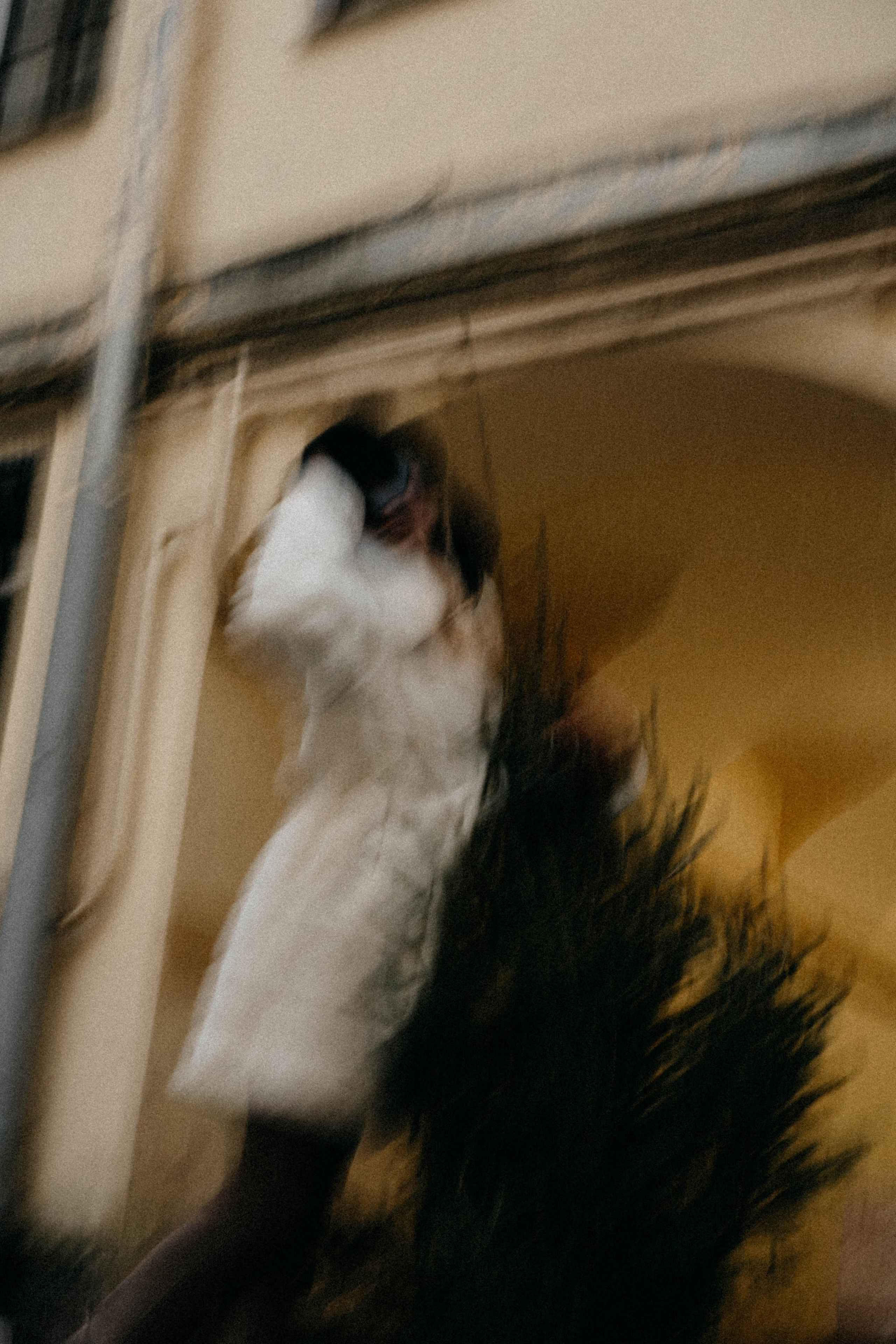 Новогодняя. Профессиональный фотограф, Санкт-Петербург — Виктория Богомолова