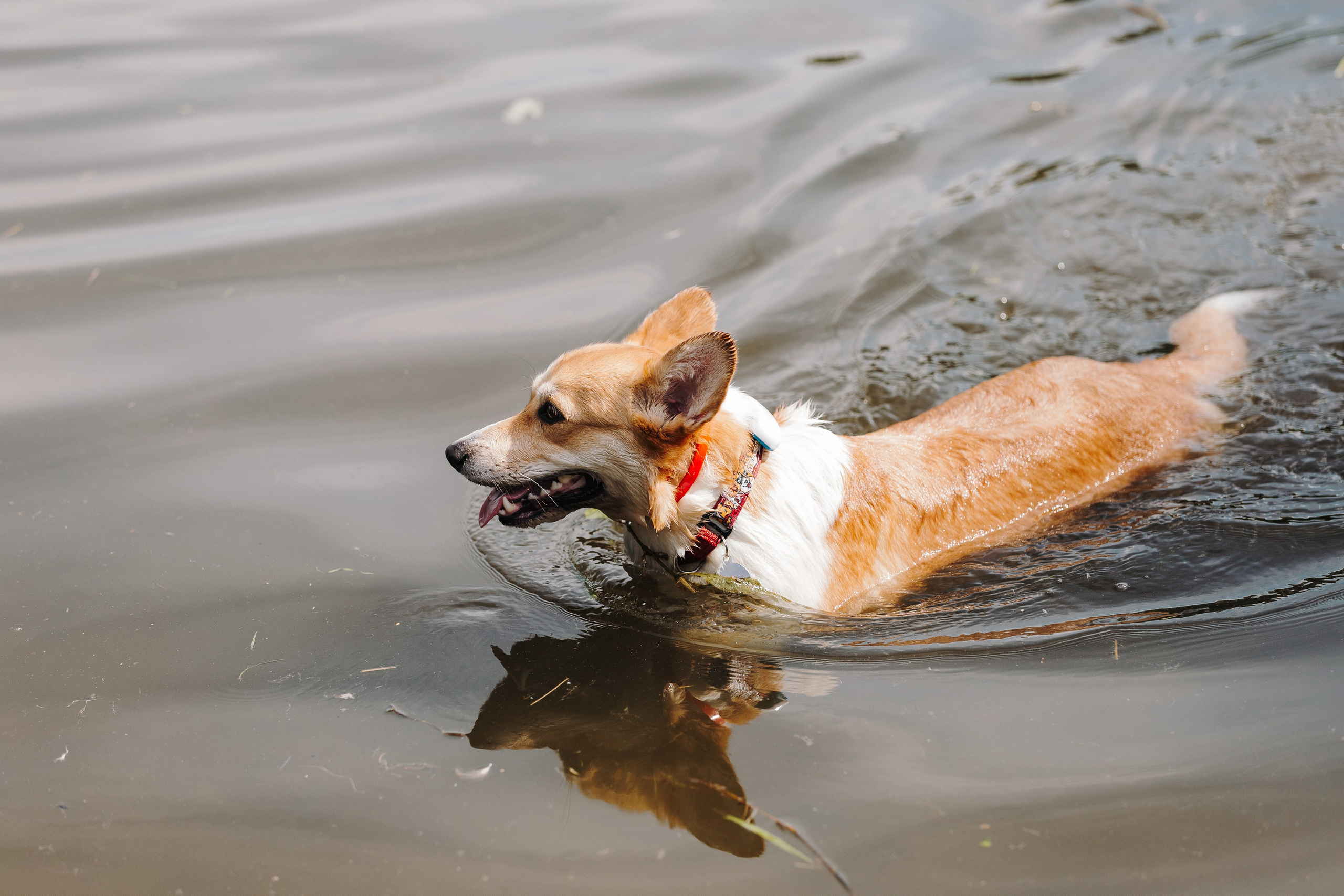 Petshop Sup day. Фотограф анималист Кристина Карпова, Москва