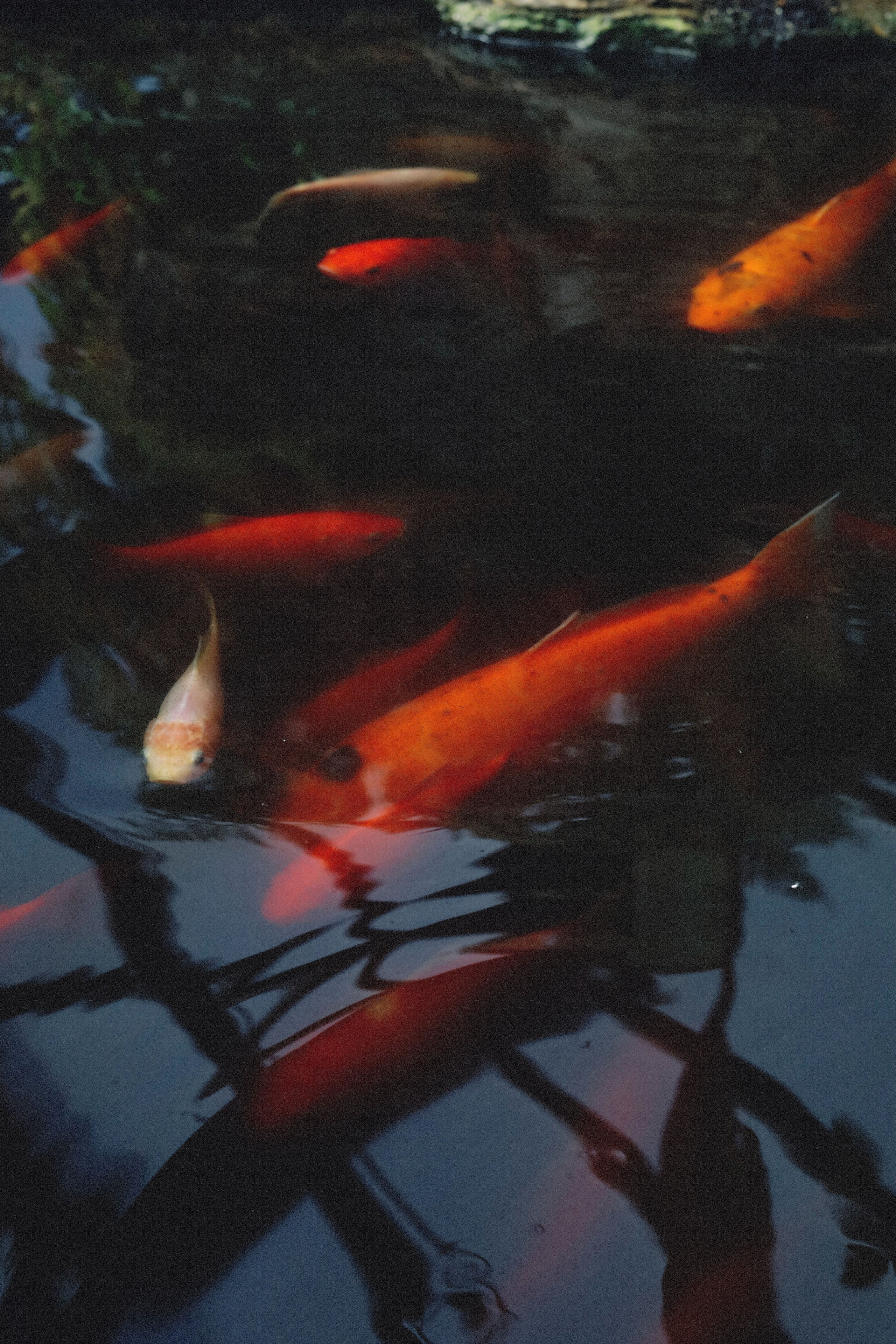 Все, что вокруг меня. Фотограф Евгения Ошкина, Саранск