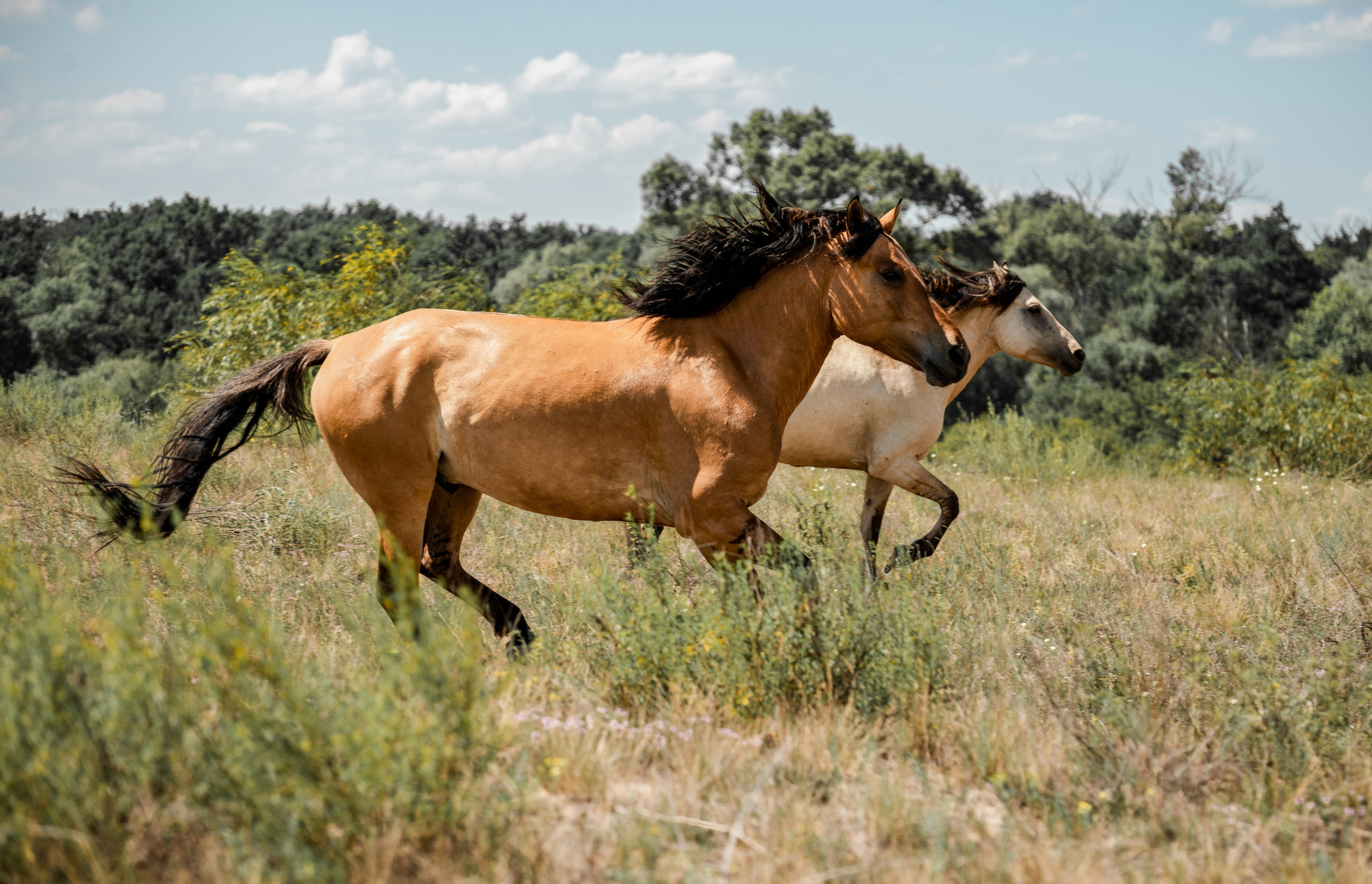 Купала в Родославном. Конный фотограф в Саратове Юлия Иванова