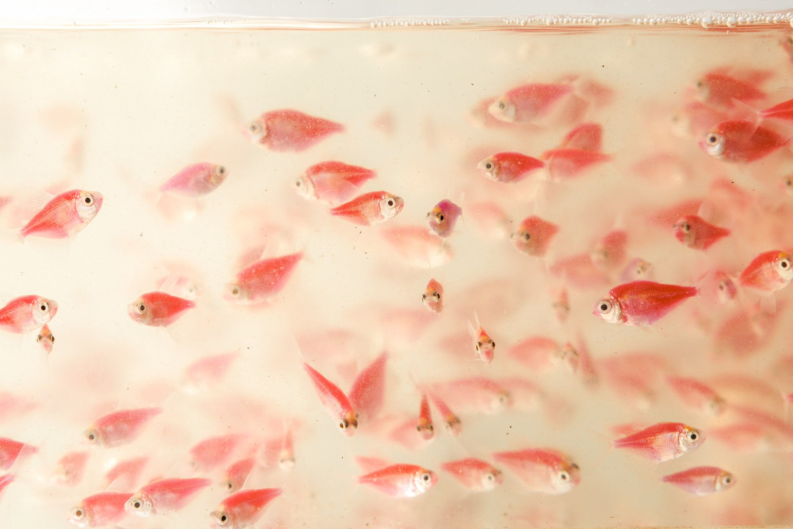 День Поля 2025 Волгоград. Фотограф Ставрополь Петр Голубенко