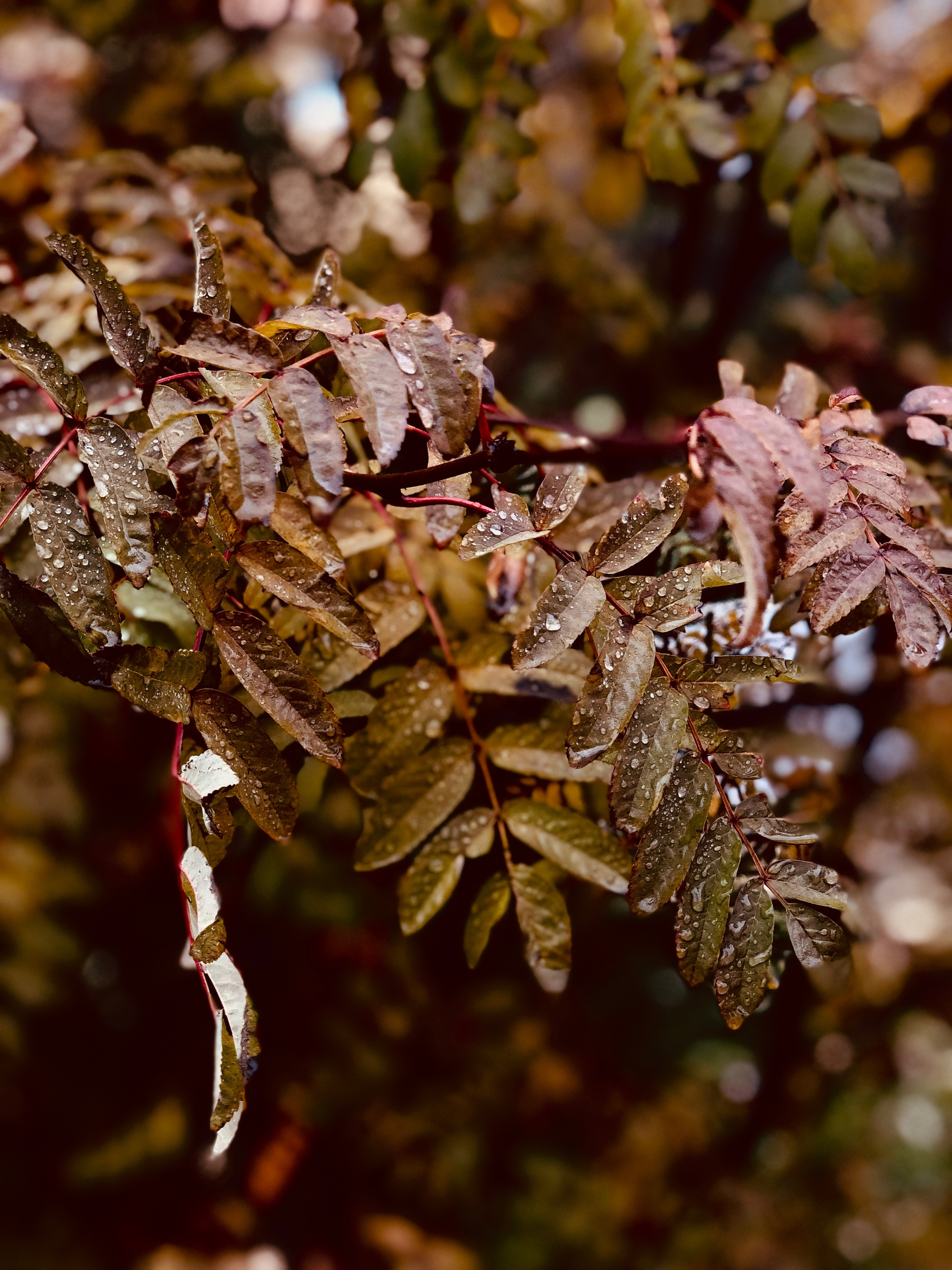 Ноябрь. Семейный, Свадебный фотограф СПБ Питер— Романова Екатерина