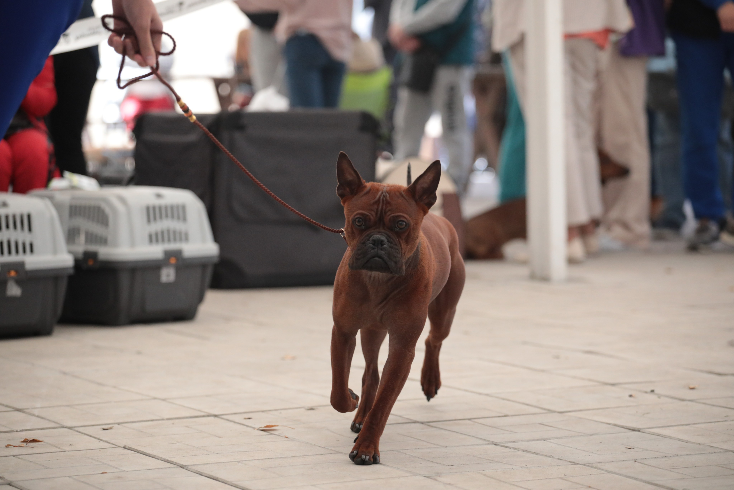Выставка собак РКФ. Фотограф Екатерина Козловская