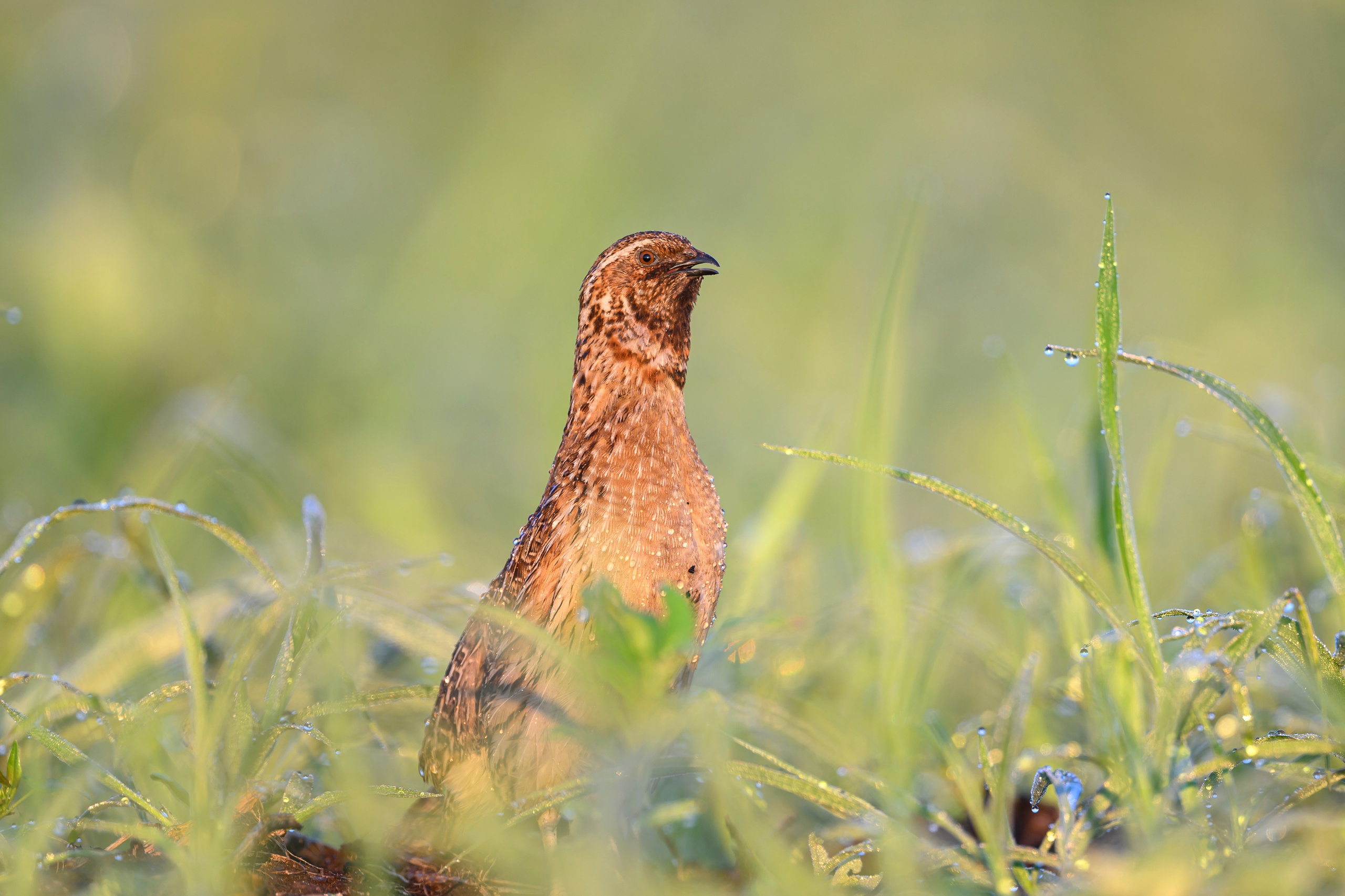 Перепела XII, роса. Фотограф Сергей Пупонин