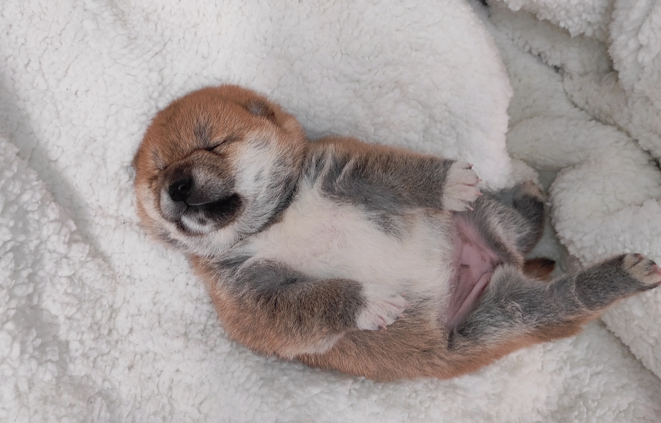 сиба питомник Рубилайт щенки на продажу rubylight  сиба щенки купить СПб Санкт-Петербург 